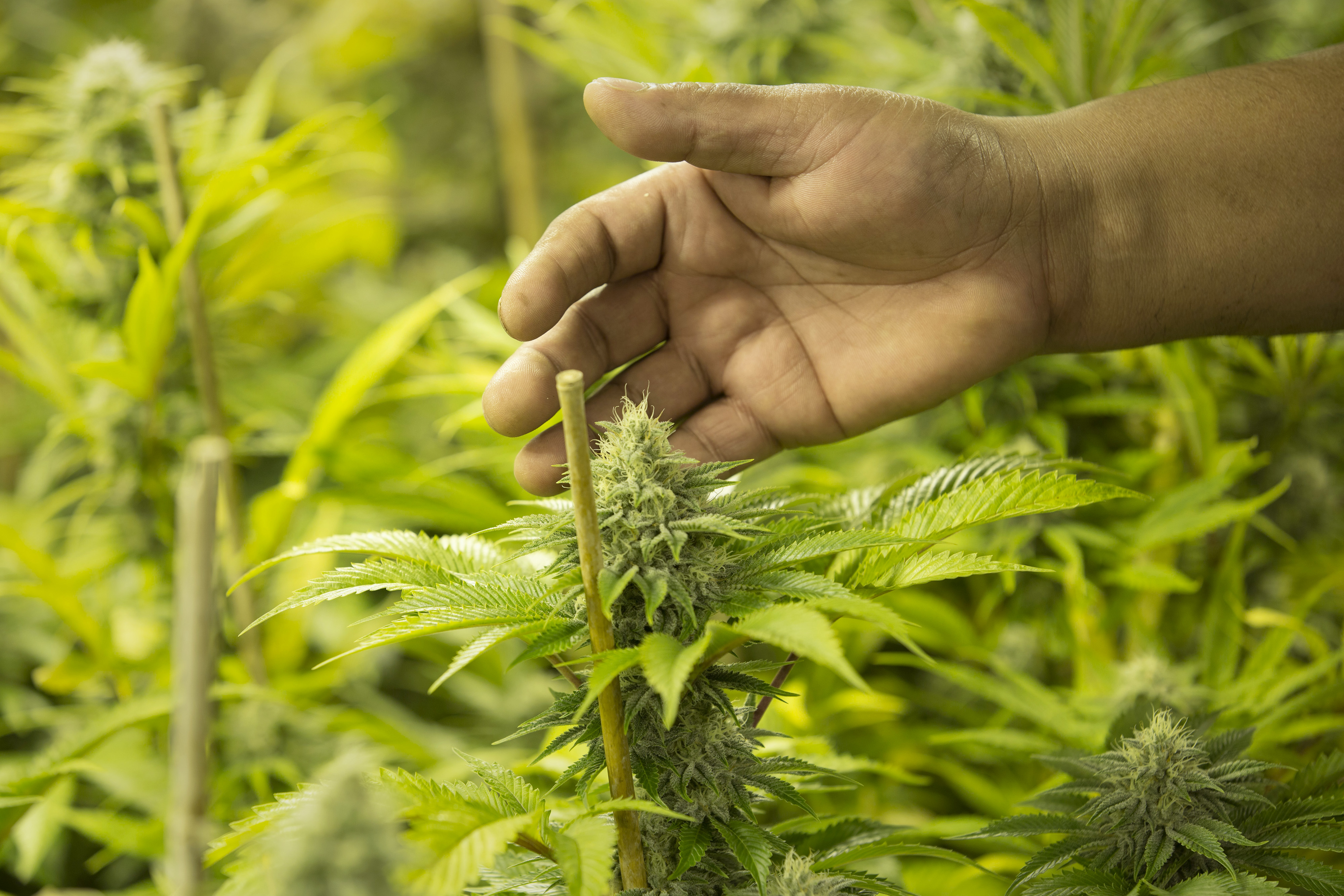 Marijuana plants stand in a flower room at the grow facility for Sense of Healing dispensary in Denver, Colorado, U.S., on Wednesday, Dec. 9, 2015.