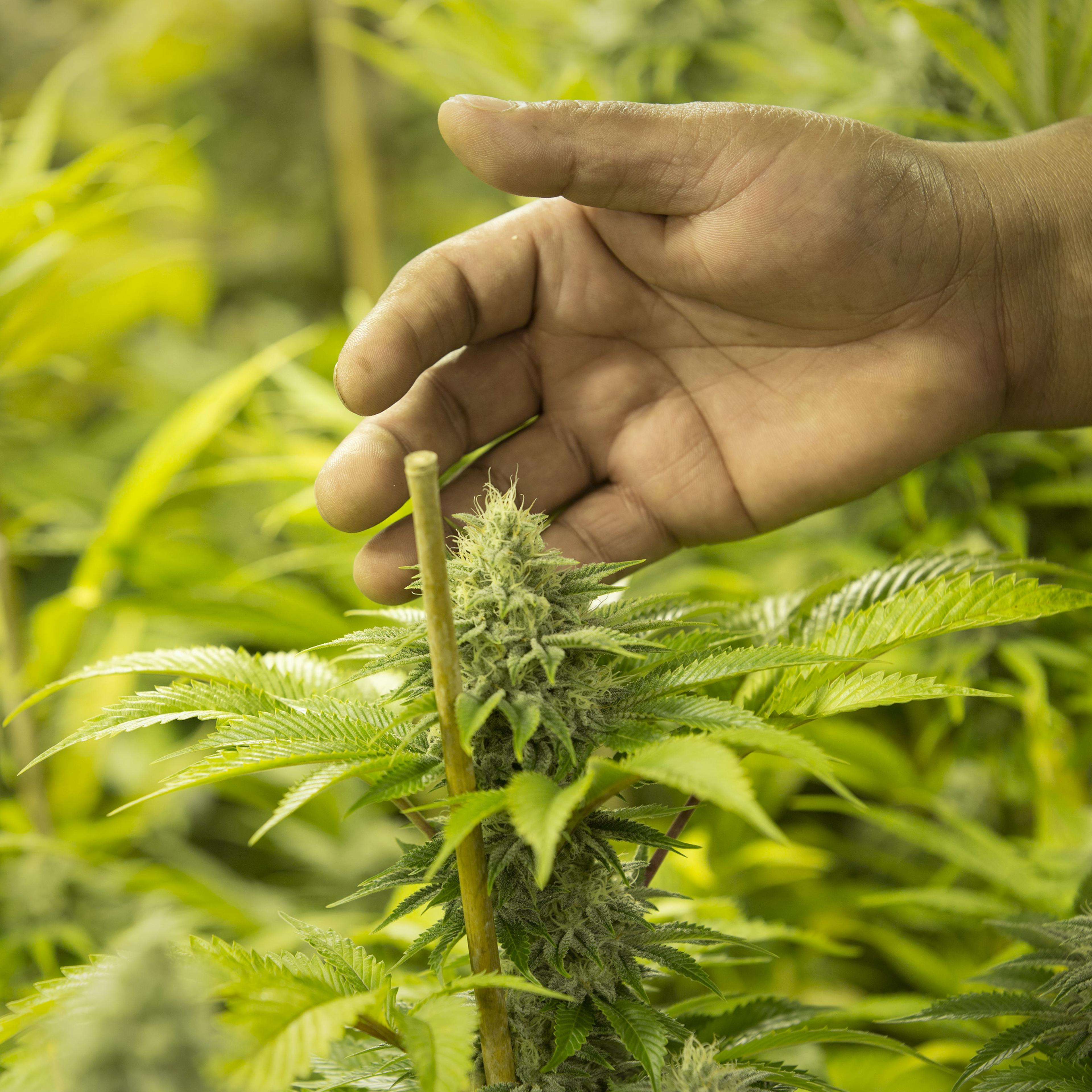 Marijuana plants stand in a flower room at the grow facility for Sense of Healing dispensary in Denver, Colorado, U.S., on Wednesday, Dec. 9, 2015.