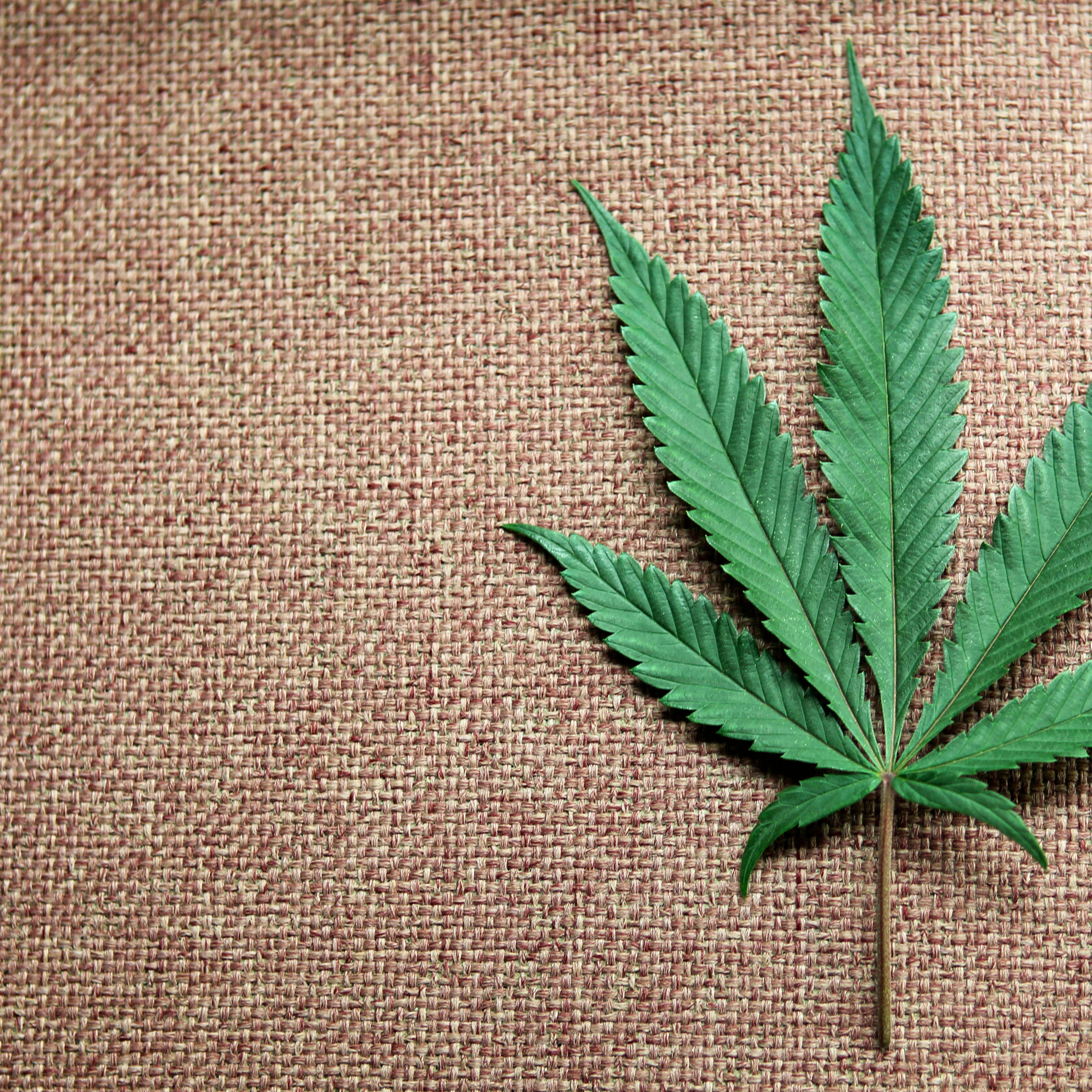 A marijuana leaf is displayed at Canna Pi medical marijuana dispensary in Seattle