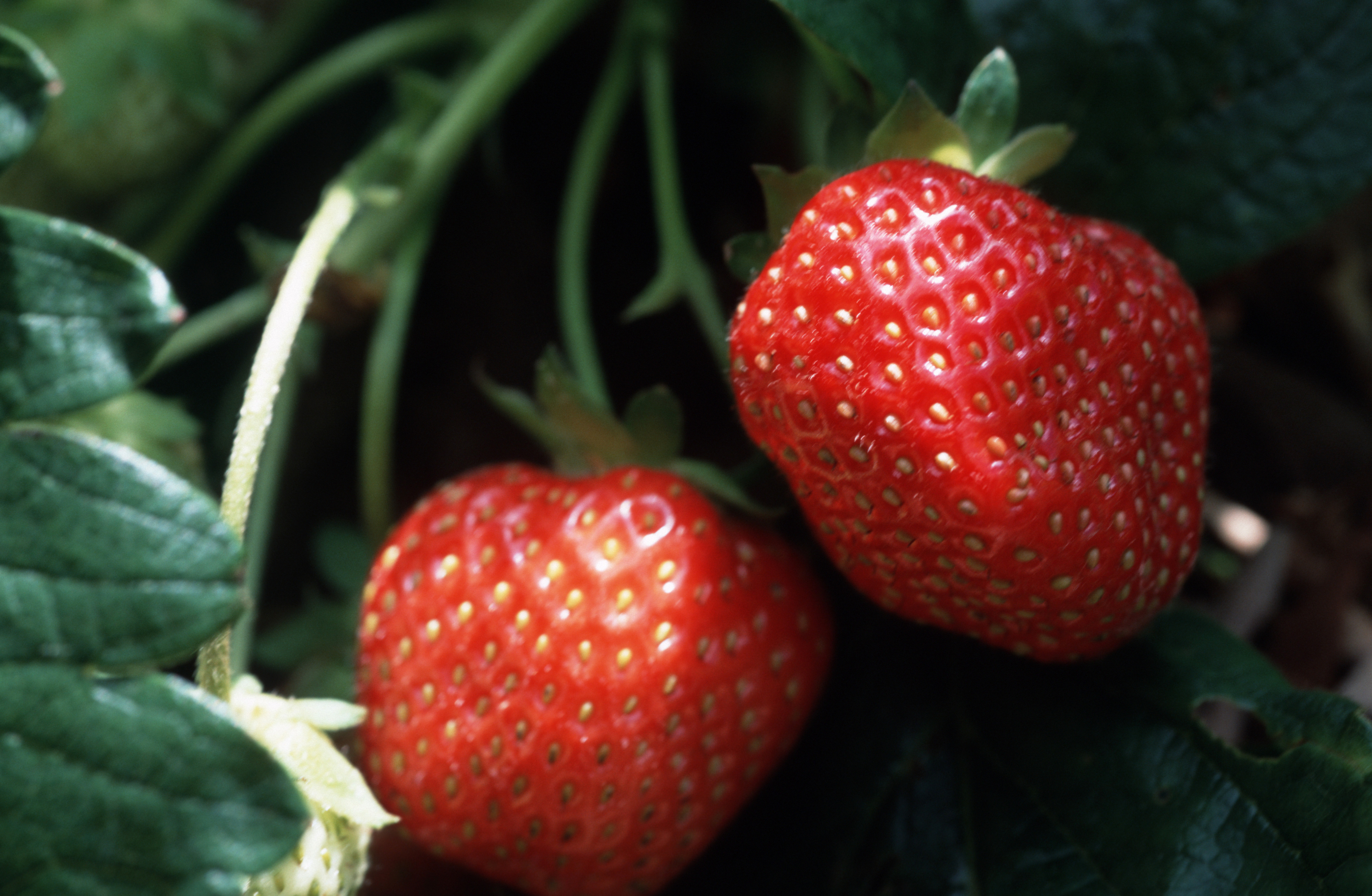 Summer strawberries at a farm in Tasmania. Although not