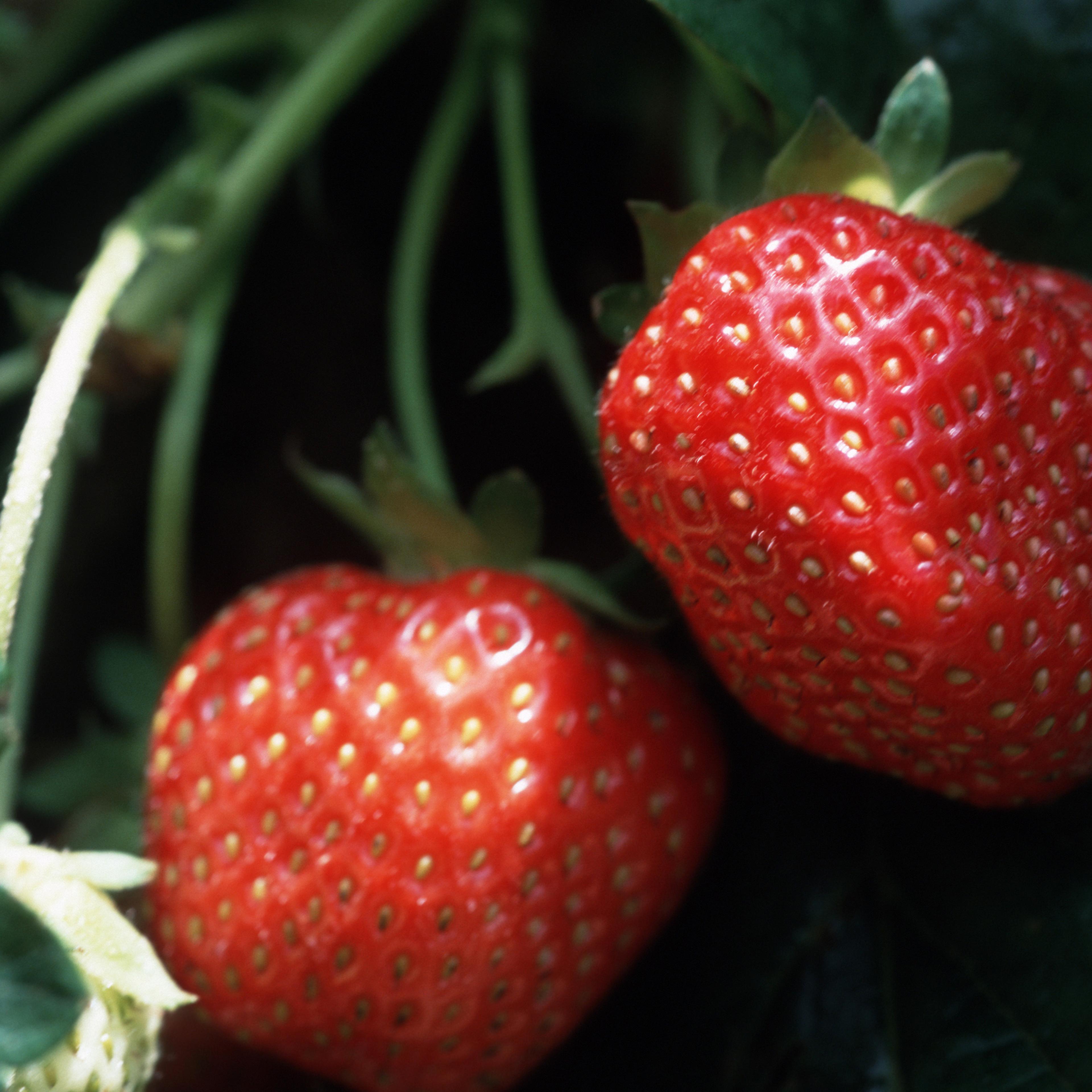 Summer strawberries at a farm in Tasmania. Although not
