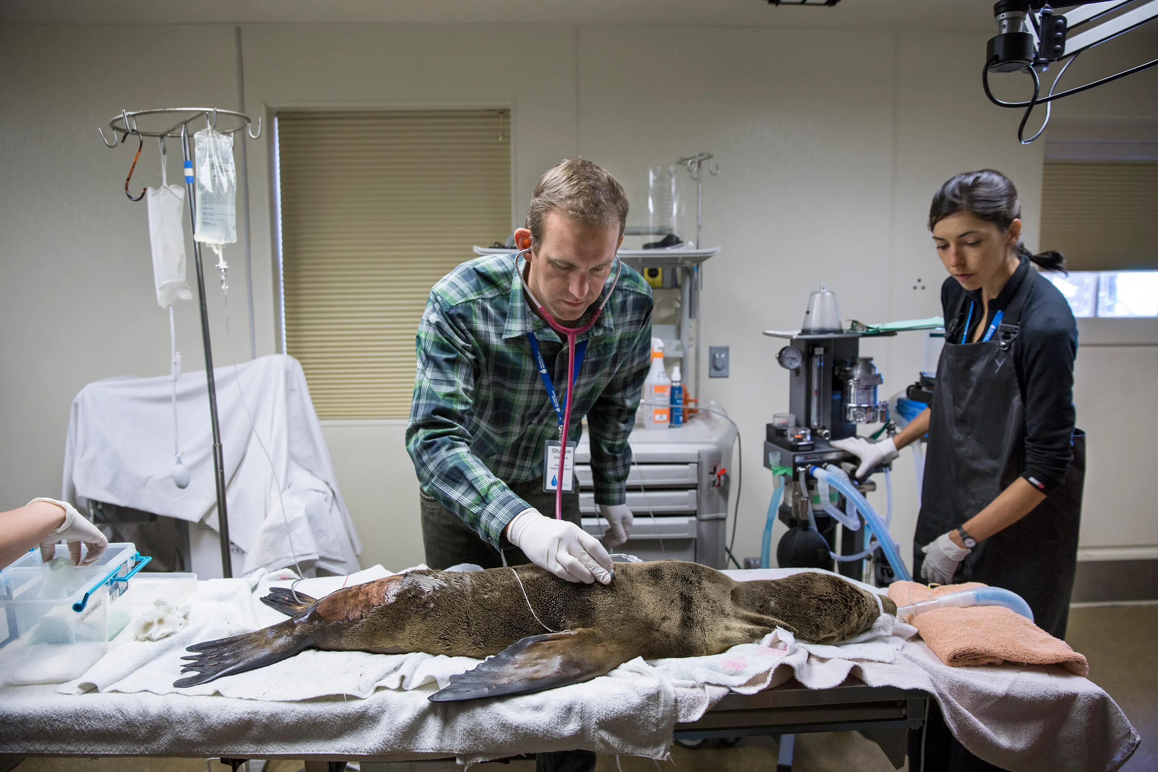 Sick Baby Seals Marine Mammal Center