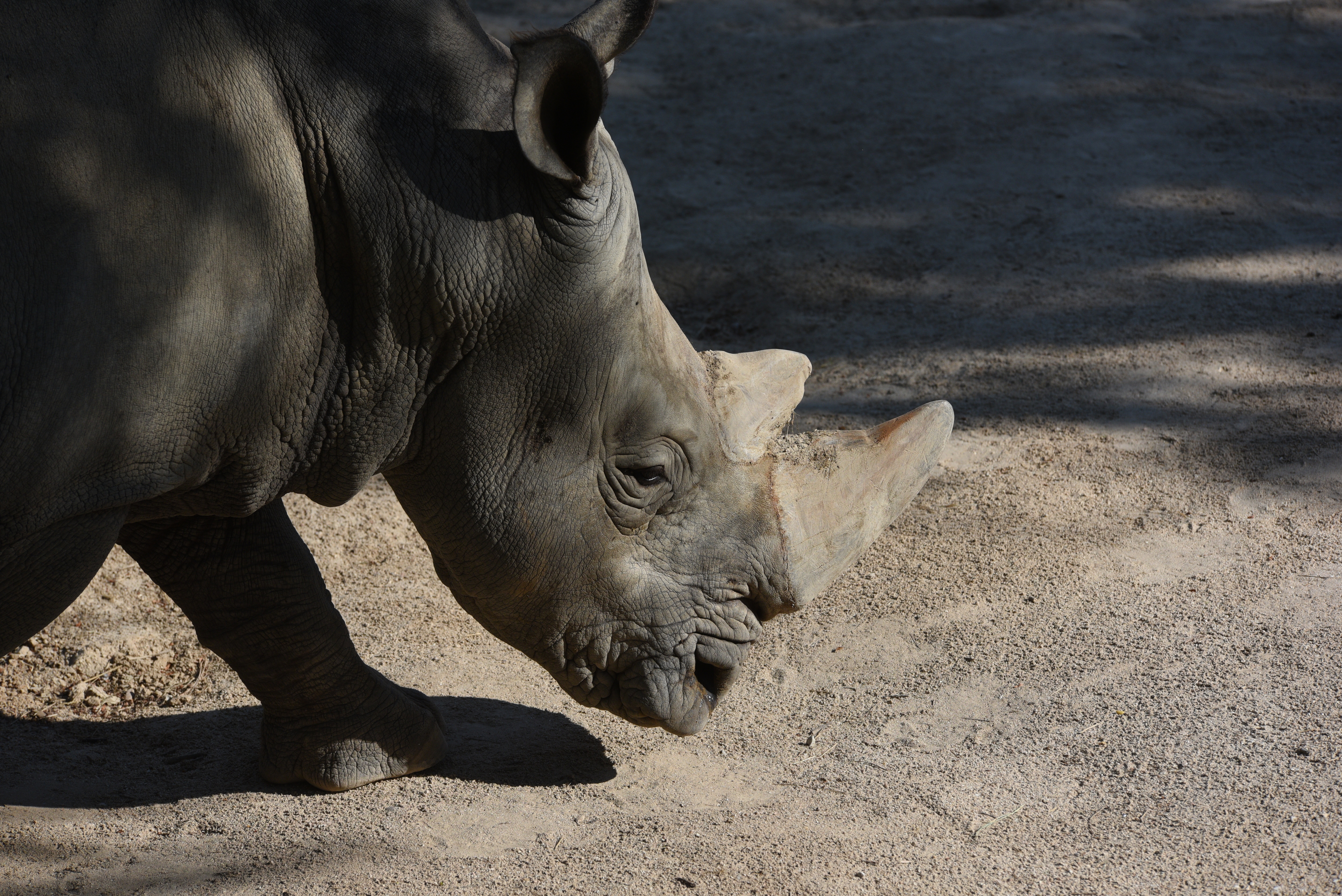 A white rhinoceros cools off in the water in her enclosure