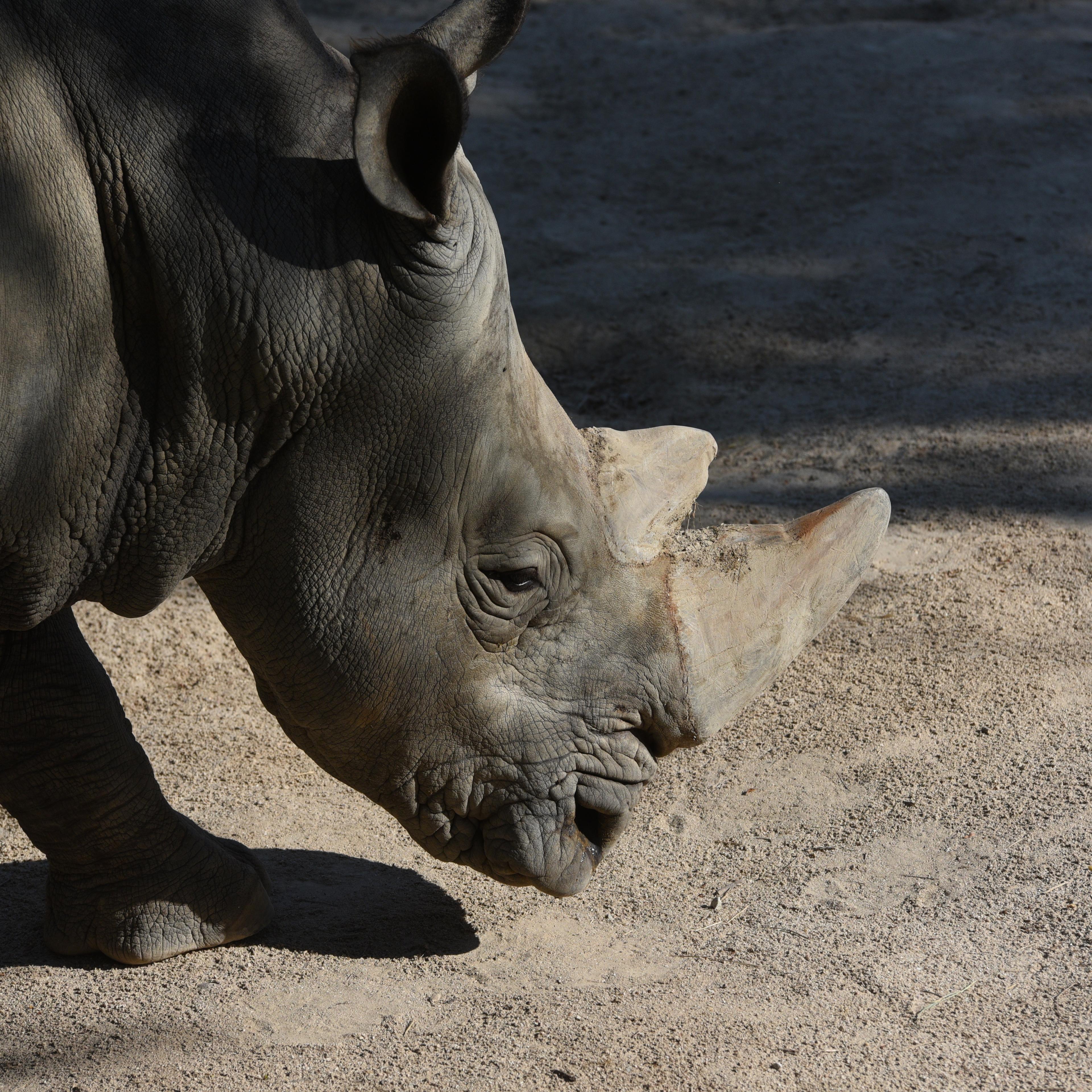 A white rhinoceros cools off in the water in her enclosure