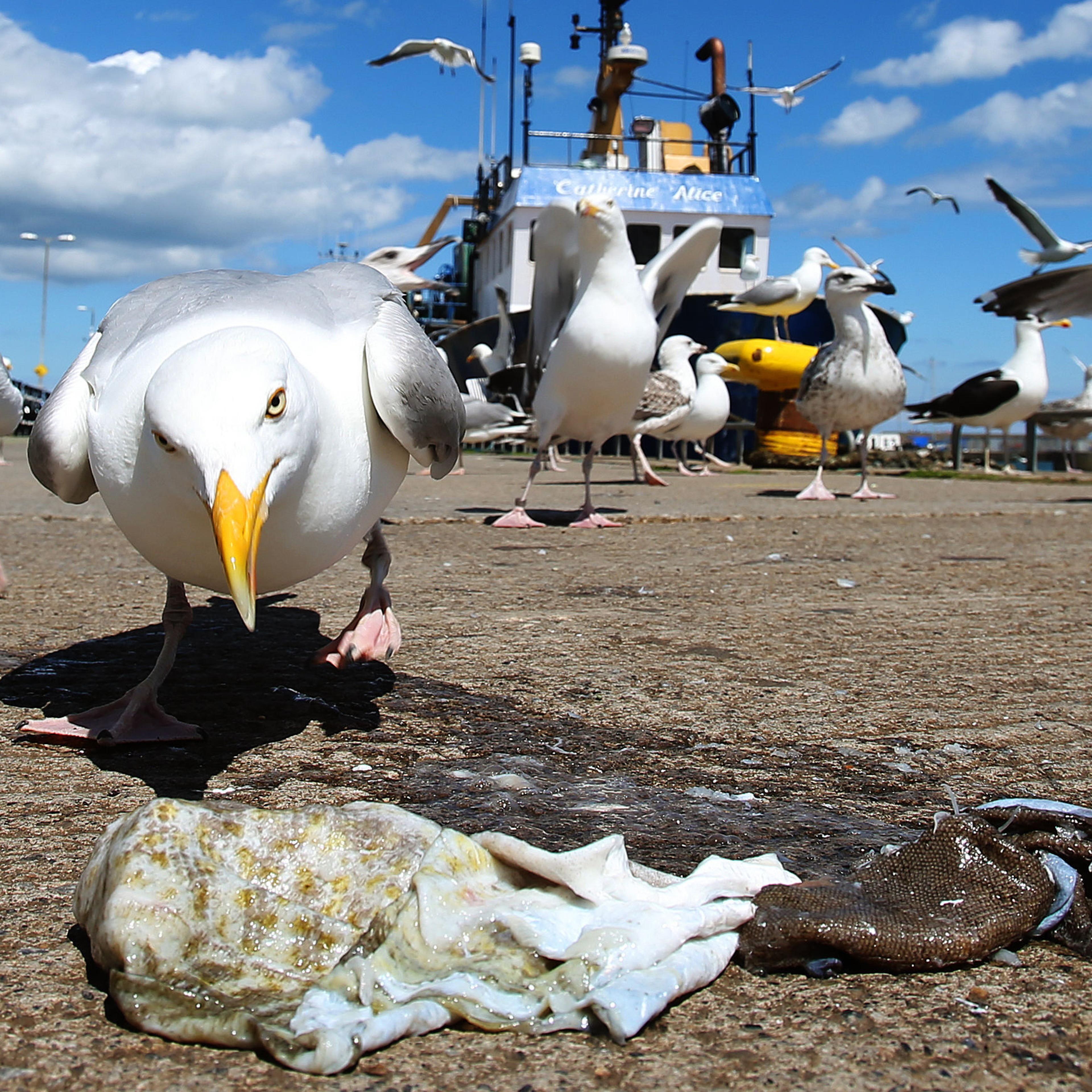 seagulls plastic