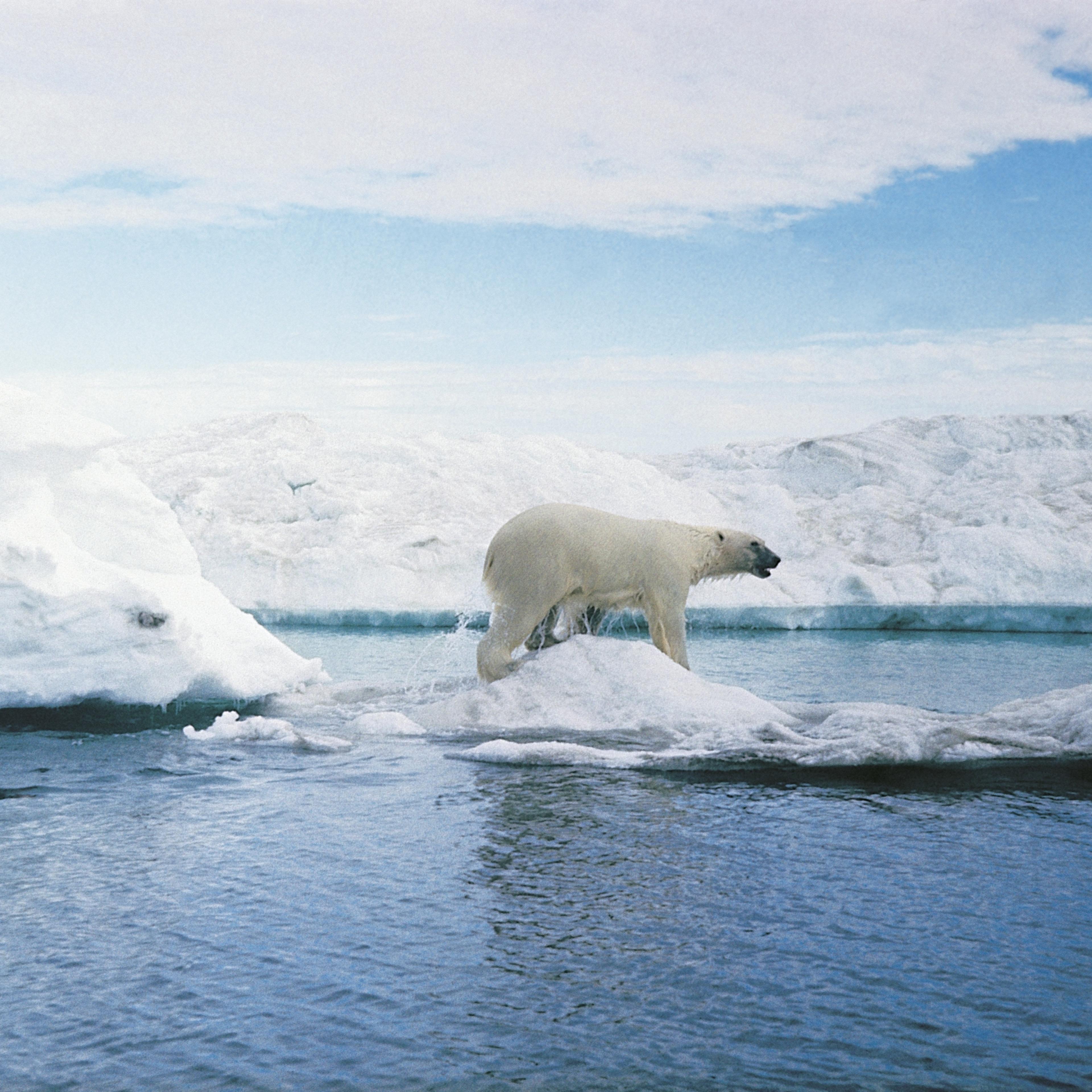 Polar bear (ursus maritimus) in arctic landscape