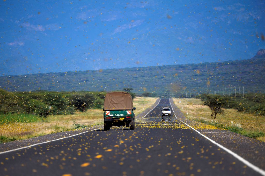 Locust swarms in Kena