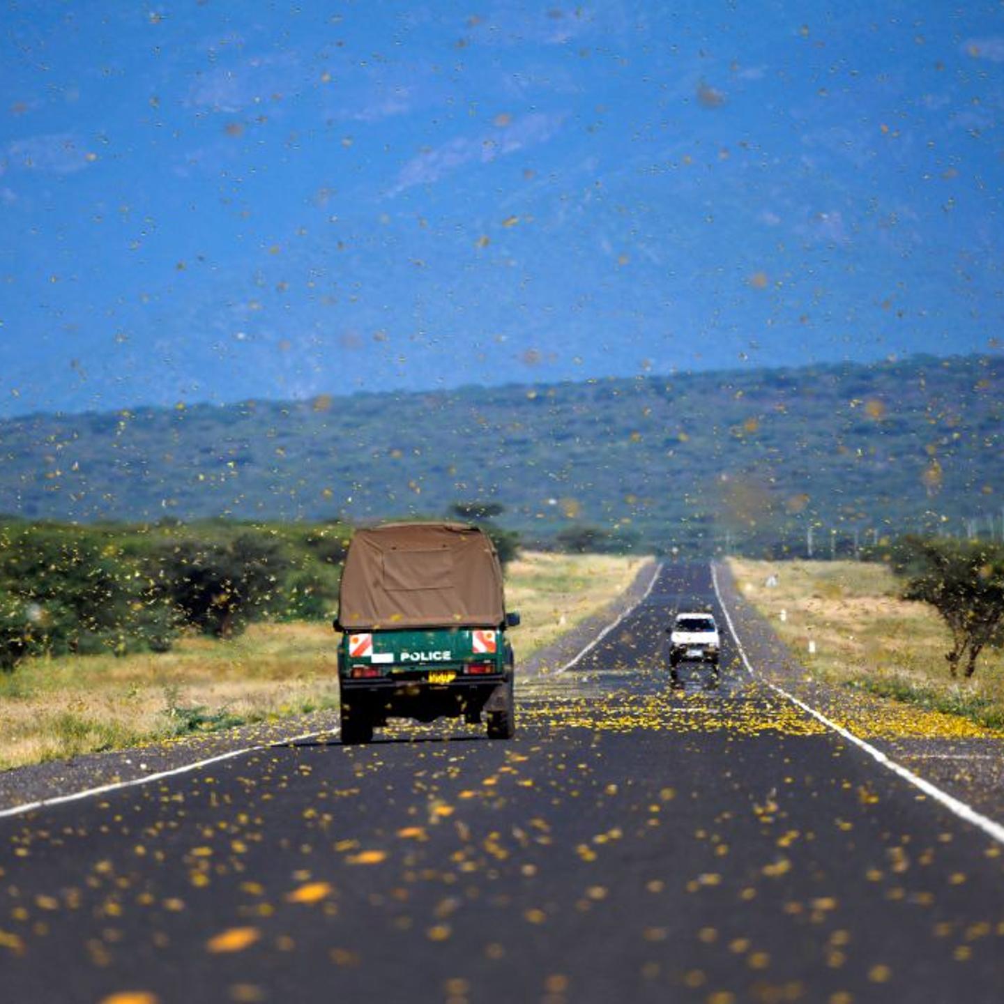 Locust swarms in Kena