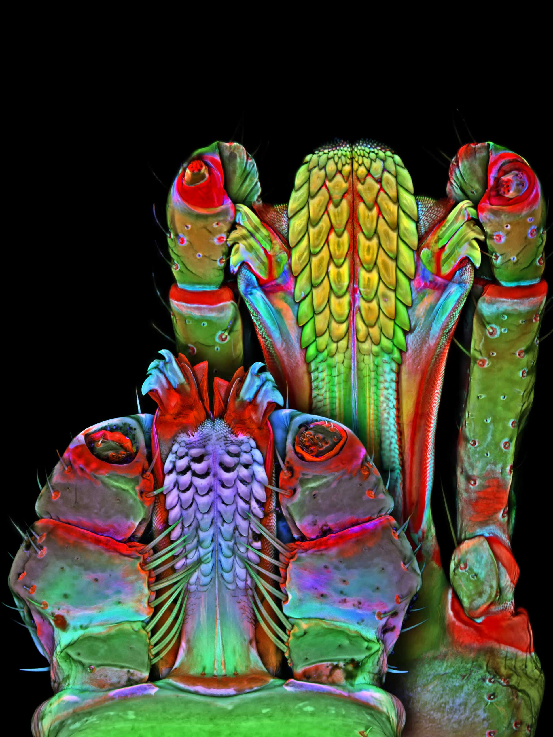 New Dragon-Like Dinosaur Discovered in China