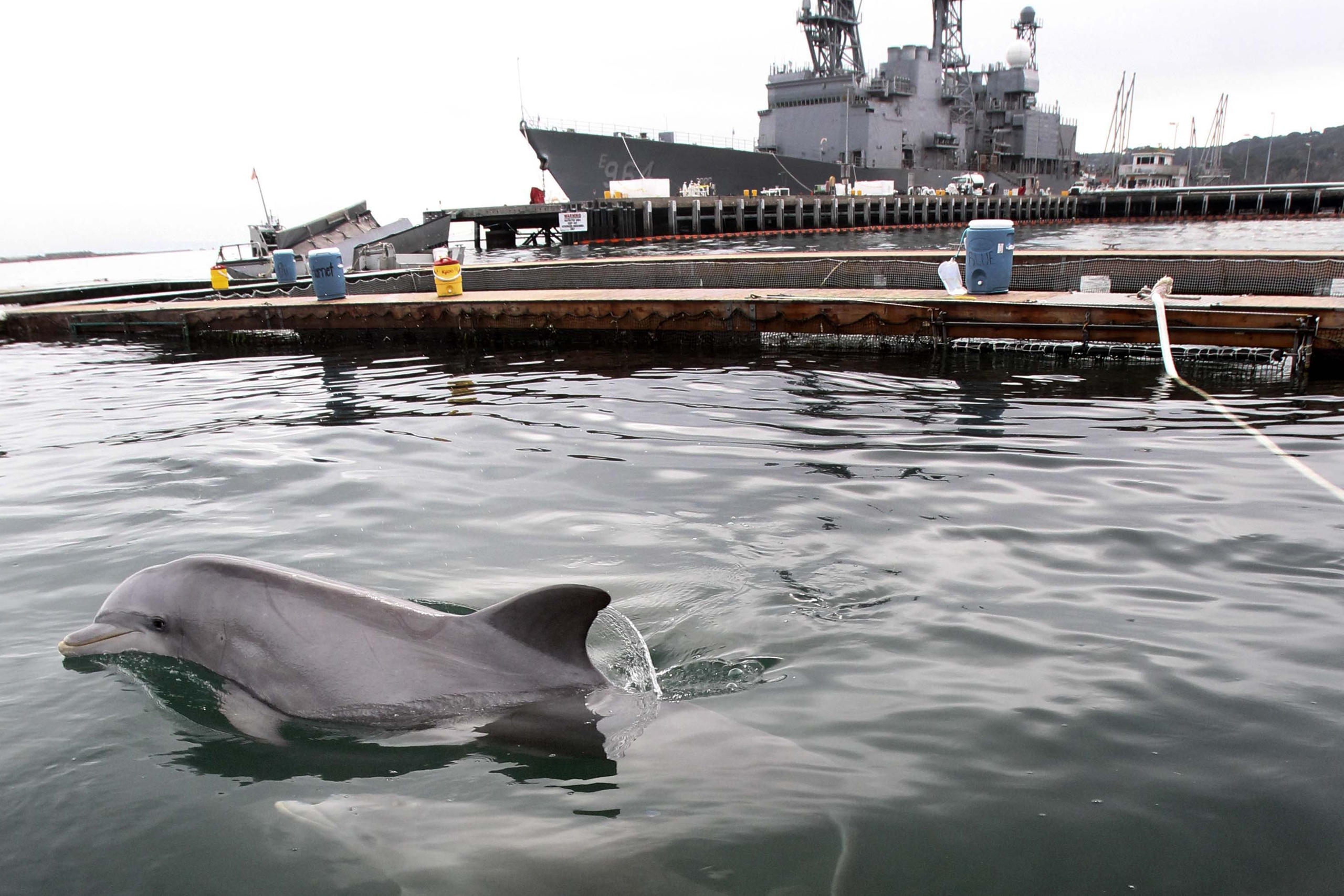 An adult and baby Atlantic bottlenose dolphin swam in one of the pens at the SPAWAR facility on Point Loma.
