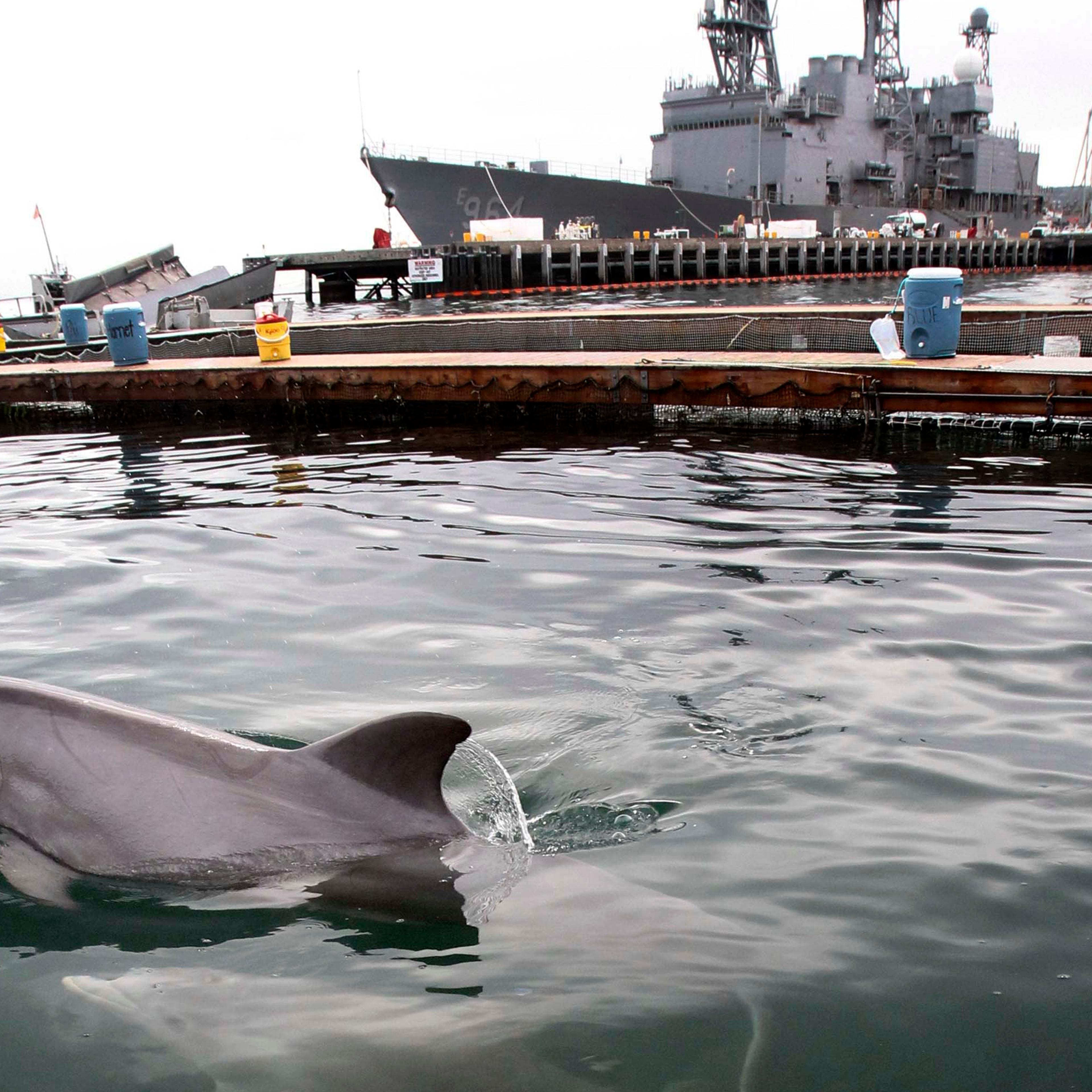 An adult and baby Atlantic bottlenose dolphin swam in one of the pens at the SPAWAR facility on Point Loma.