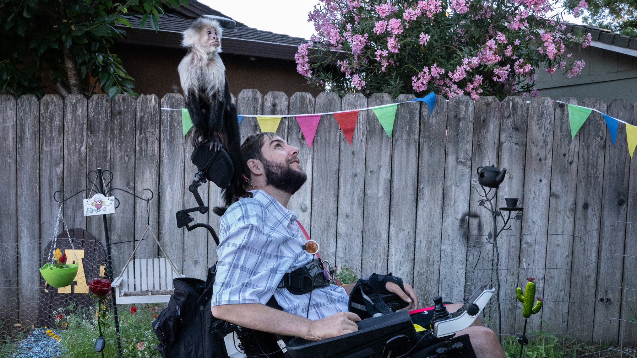 This is a game Travis plays, telling Siggy to look somewhere, she climbs up to get a better view (not to be dominate) she is like a meerkat, her prehensile tail wraps affectionately around Travis's head and neck