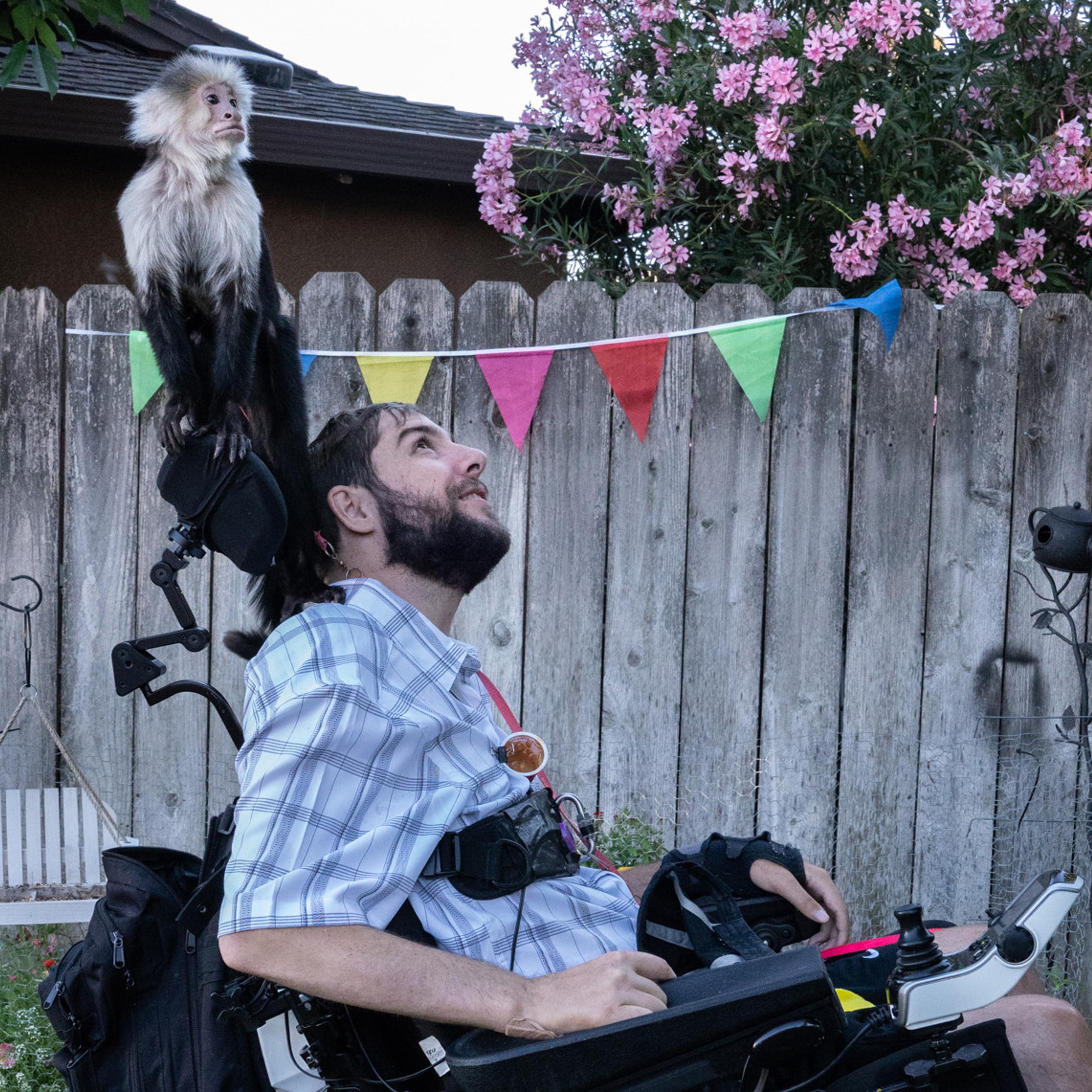 This is a game Travis plays, telling Siggy to look somewhere, she climbs up to get a better view (not to be dominate) she is like a meerkat, her prehensile tail wraps affectionately around Travis's head and neck