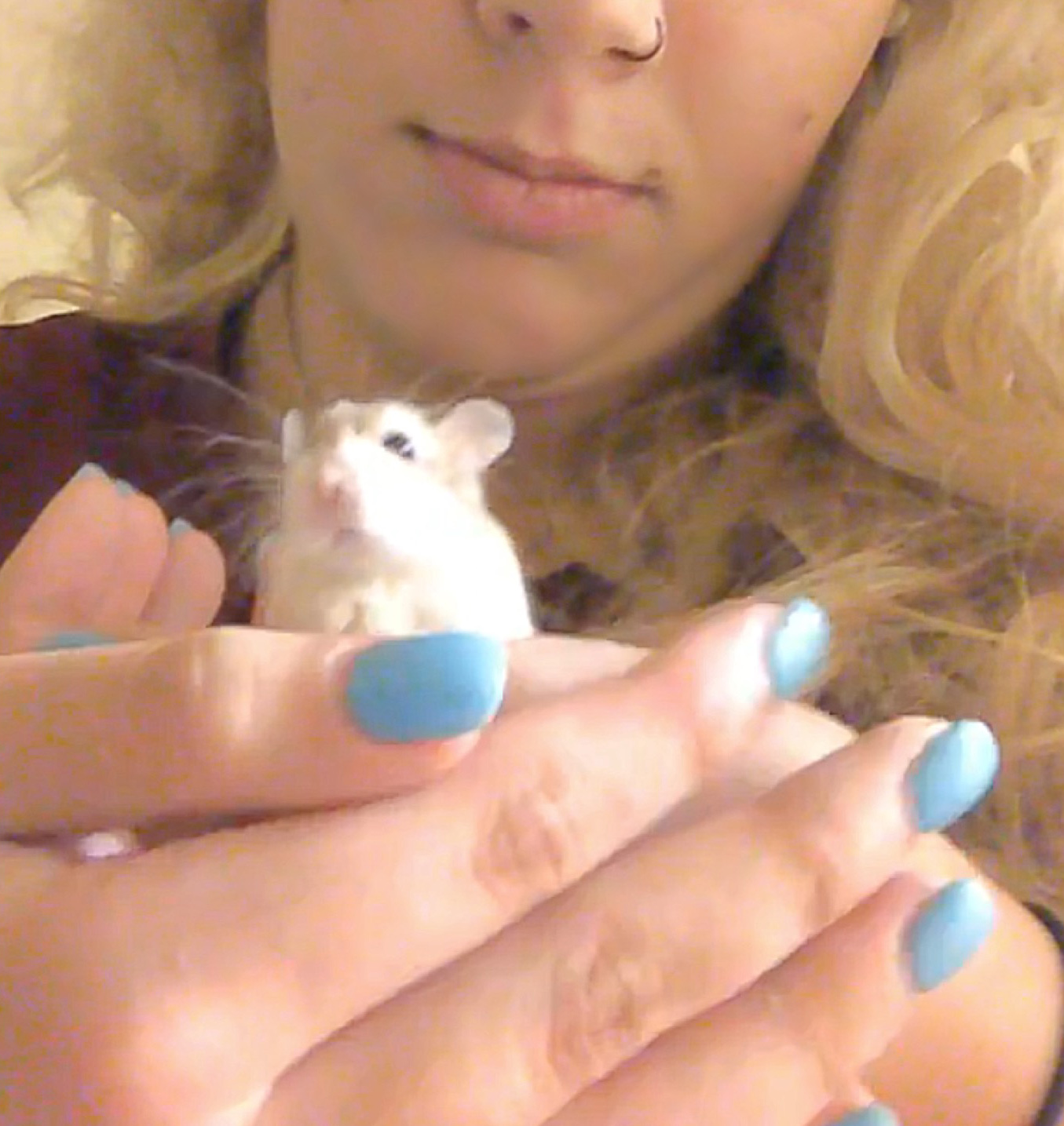 Pebbles the hamster