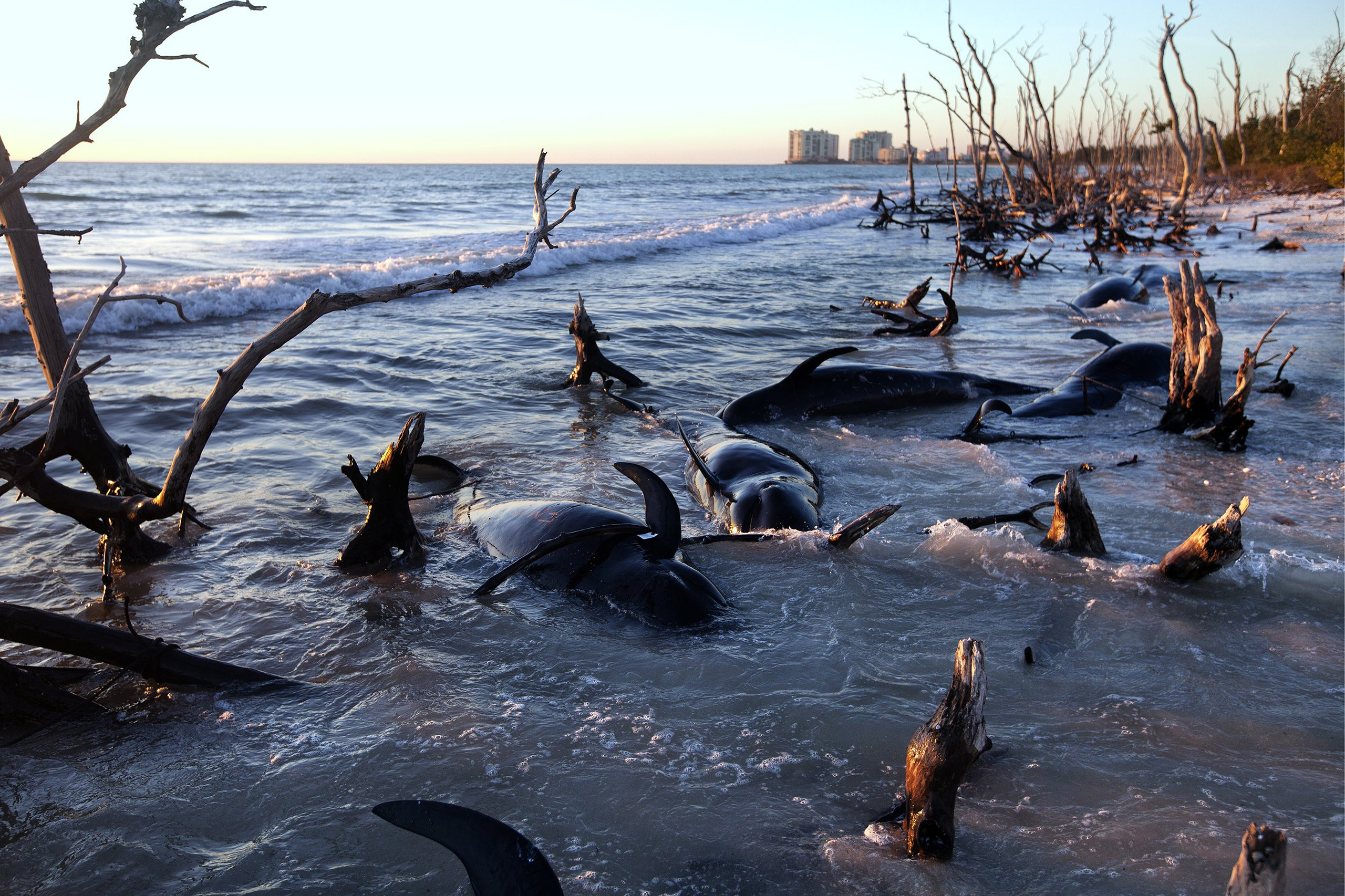Beached Whales