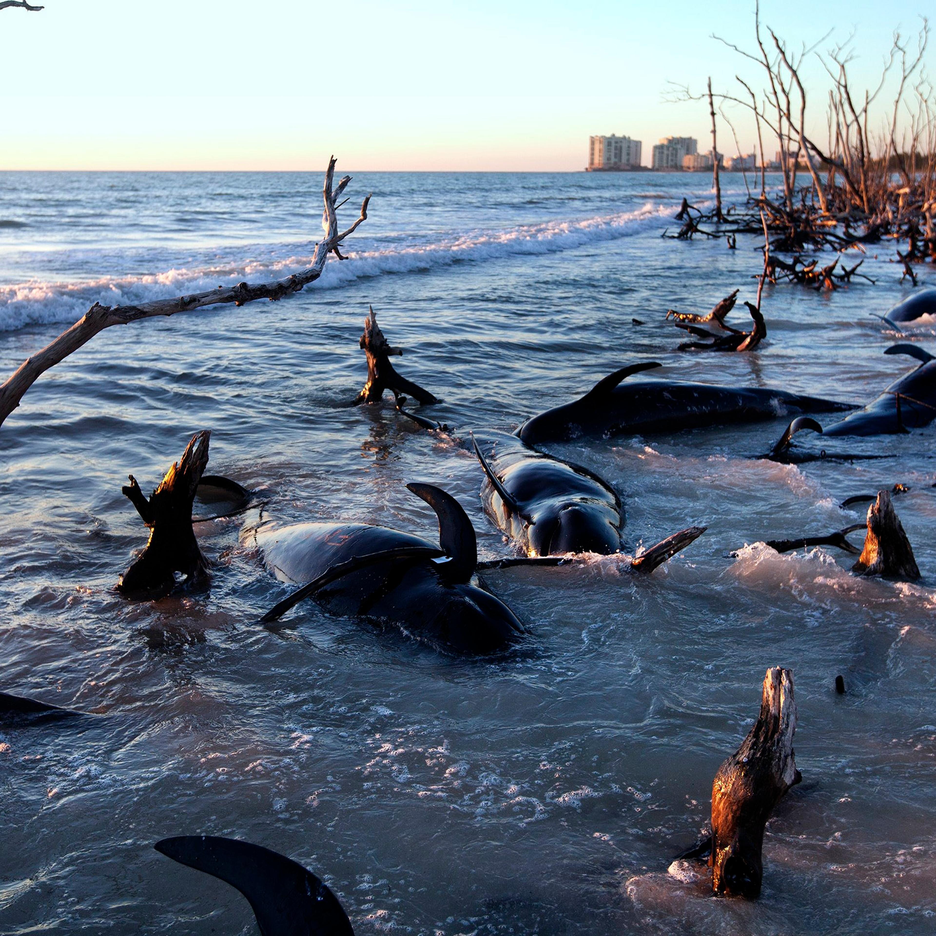 Beached Whales