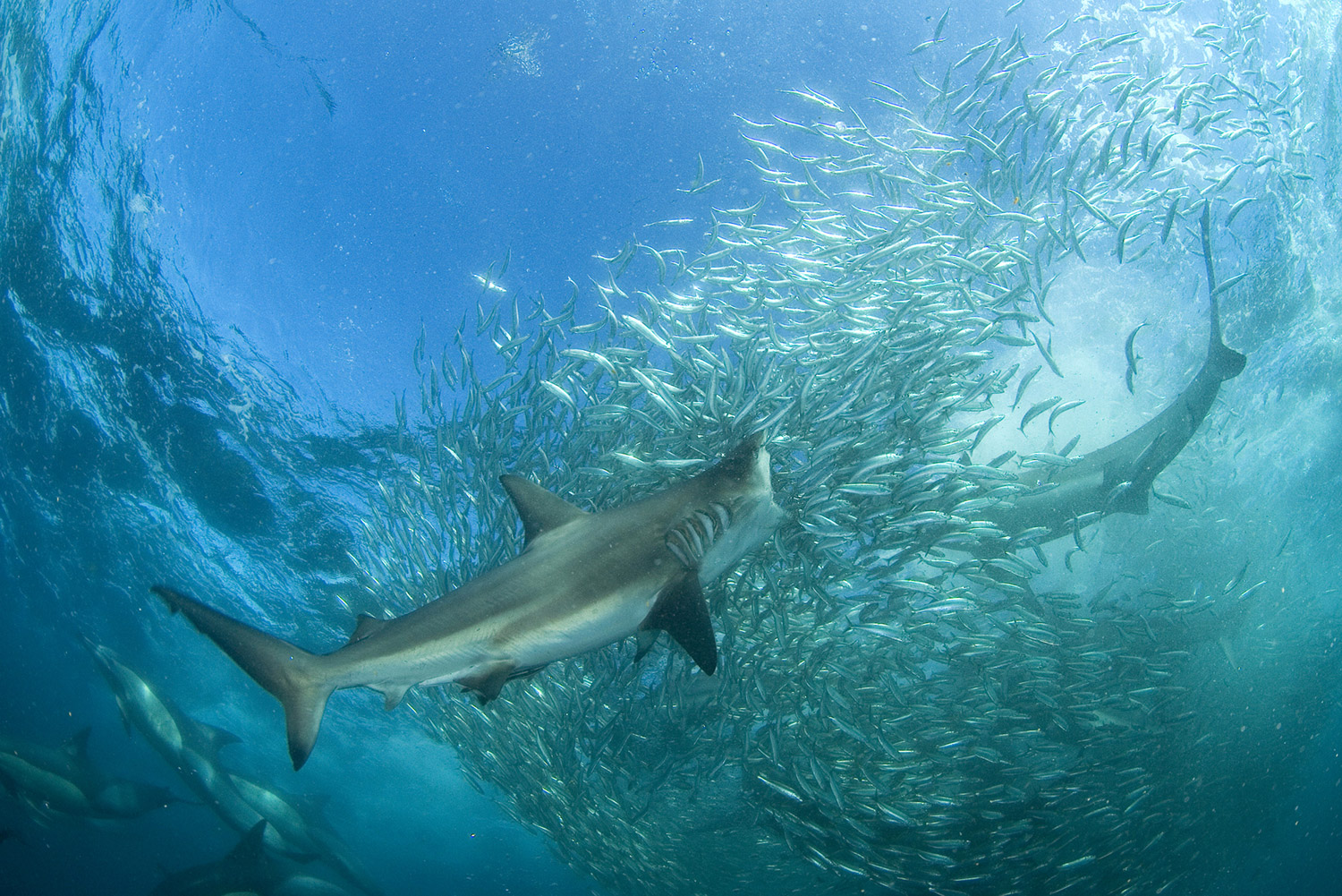 Bronze Whaler or Copper sharks are the most abundant shark found during the sardine run. They patrol the margins of baitballs in large numbers and charge into the seething mass of fish to feed. 