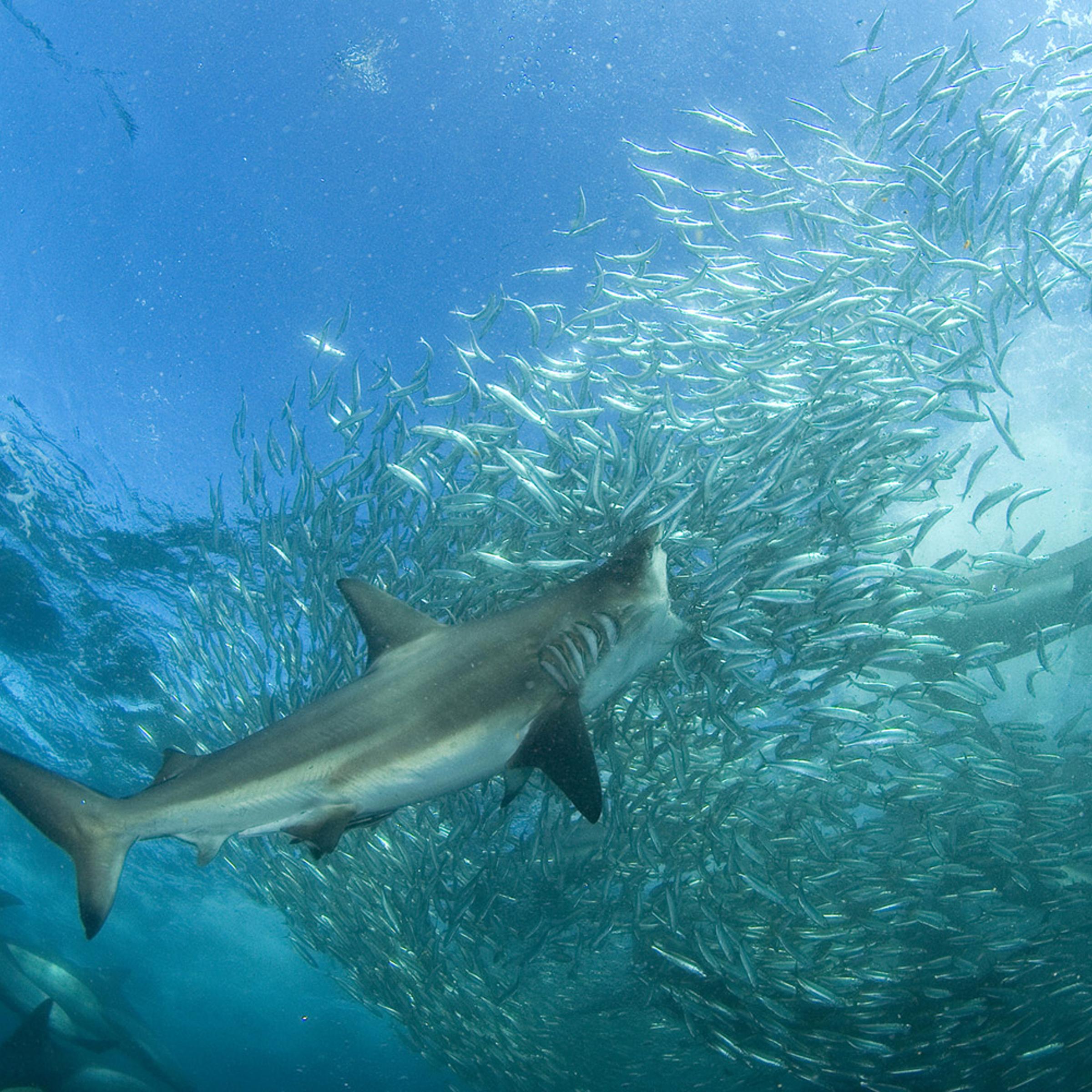 Bronze Whaler or Copper sharks are the most abundant shark found during the sardine run. They patrol the margins of baitballs in large numbers and charge into the seething mass of fish to feed.