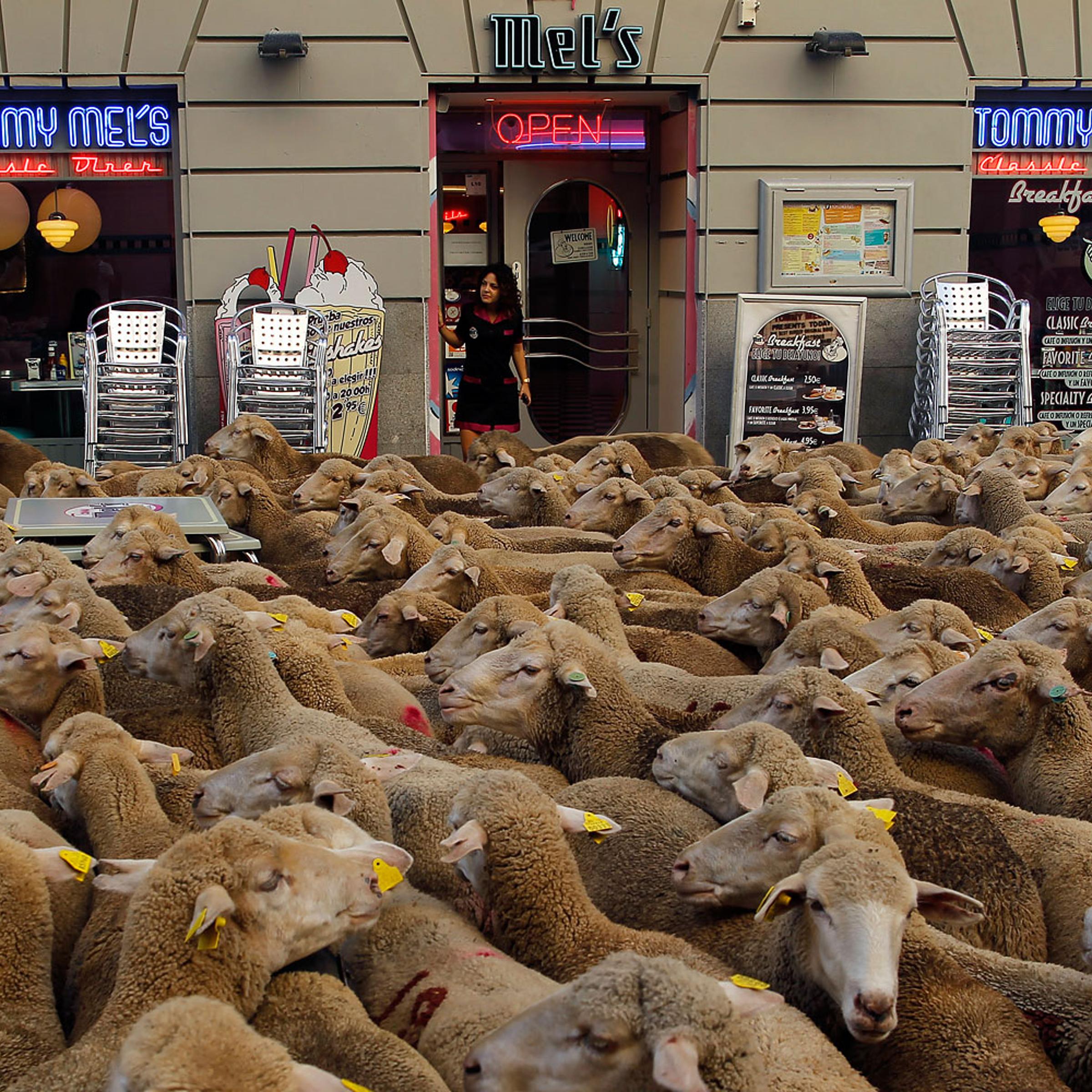 APTOPIX Spain Sheep Crossing