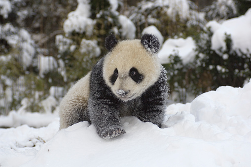 Giant panda cub playing in snow