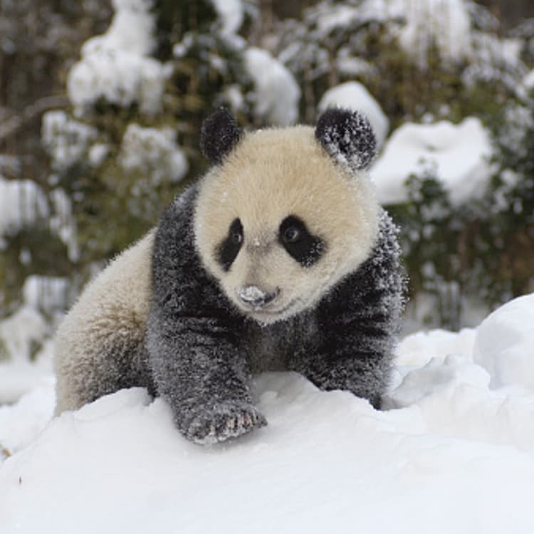 Giant panda cub playing in snow