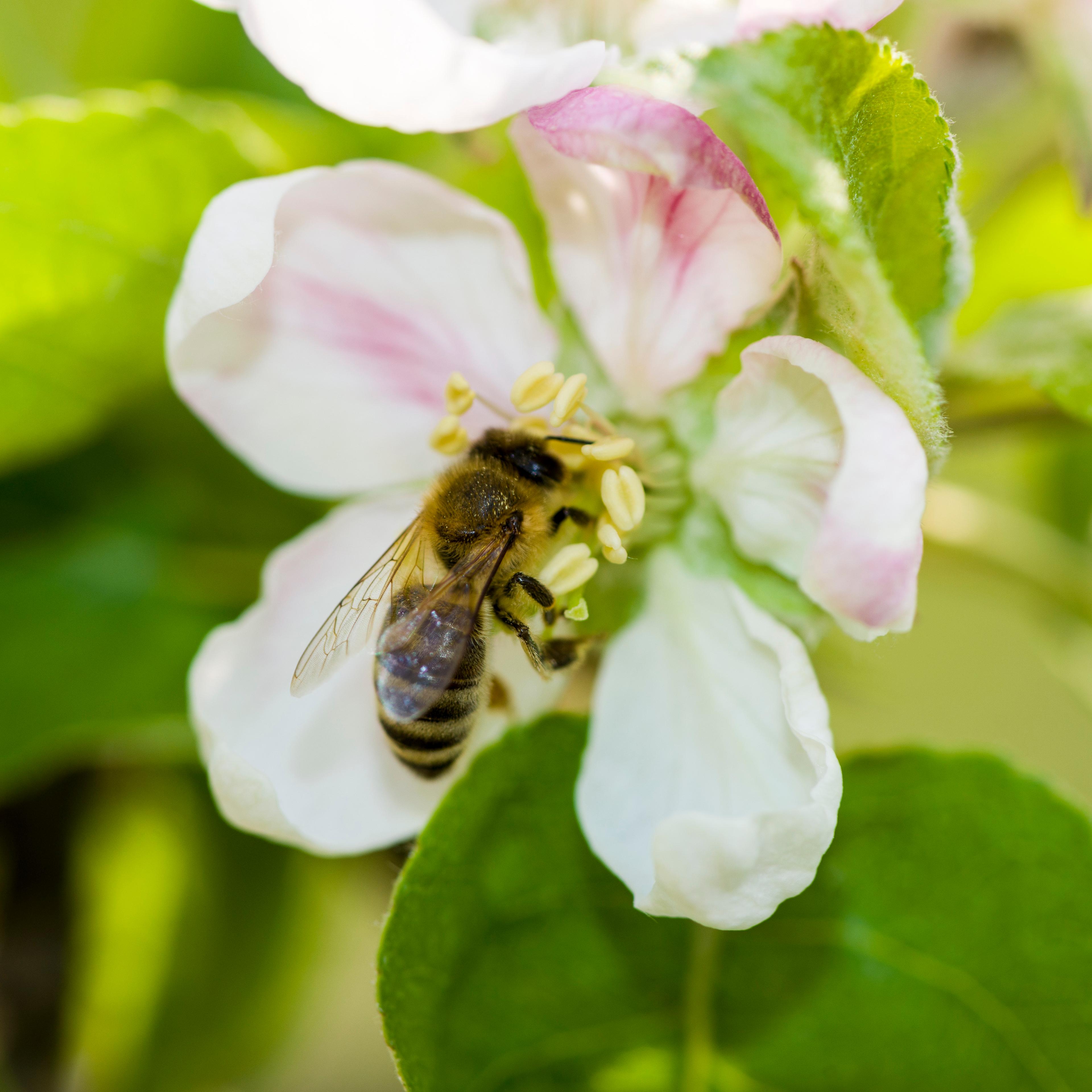 honeybee decline pesticide