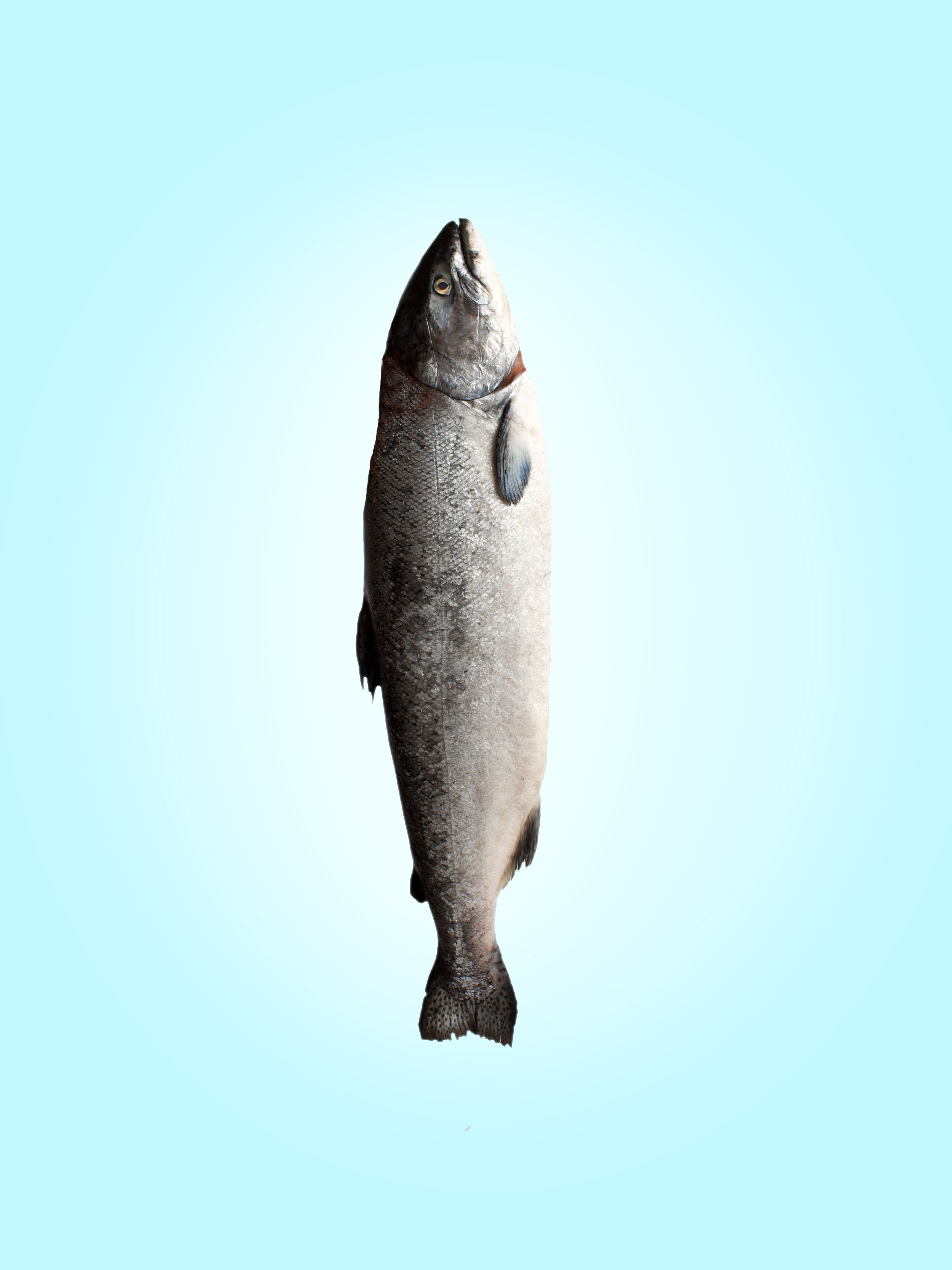 Salmon