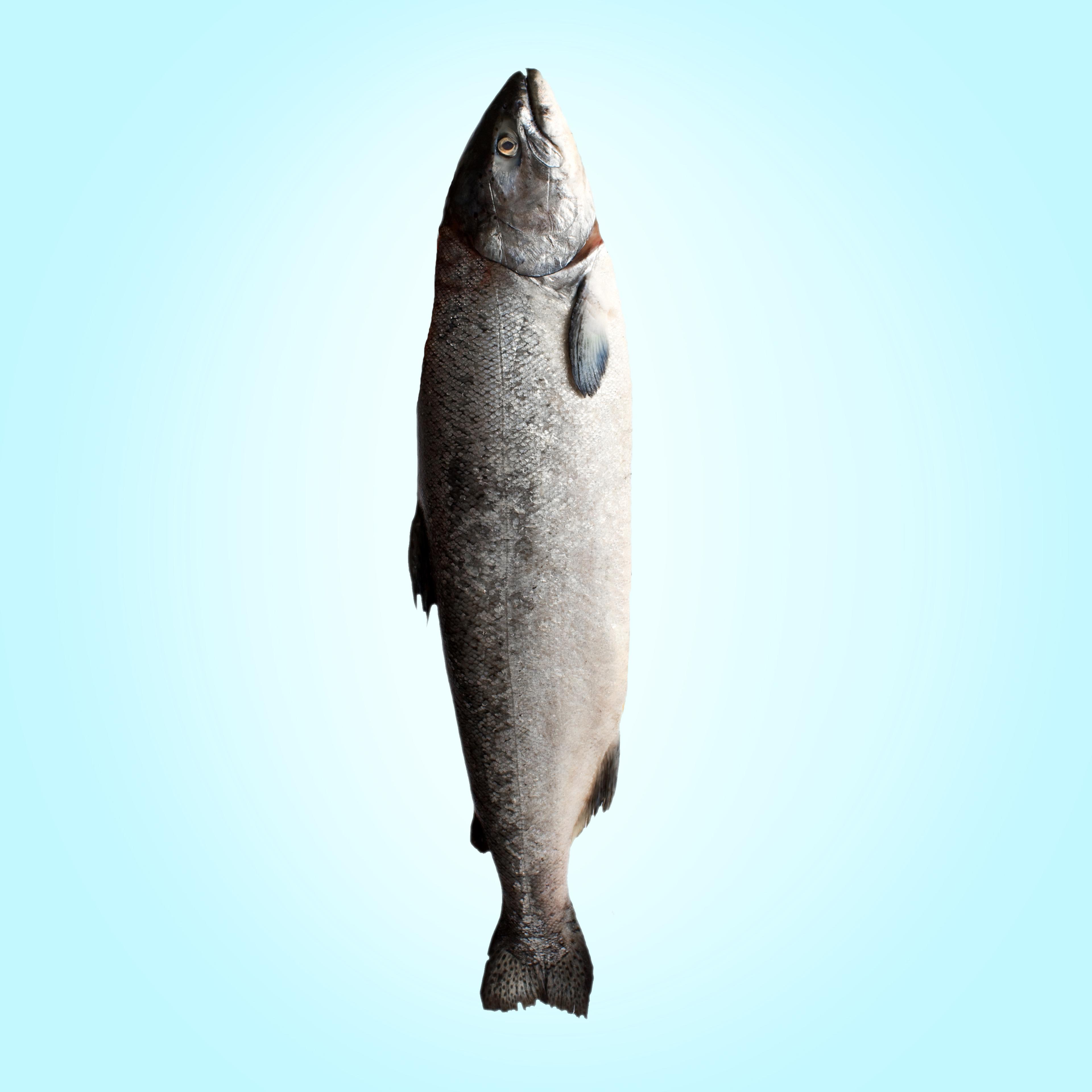 Salmon