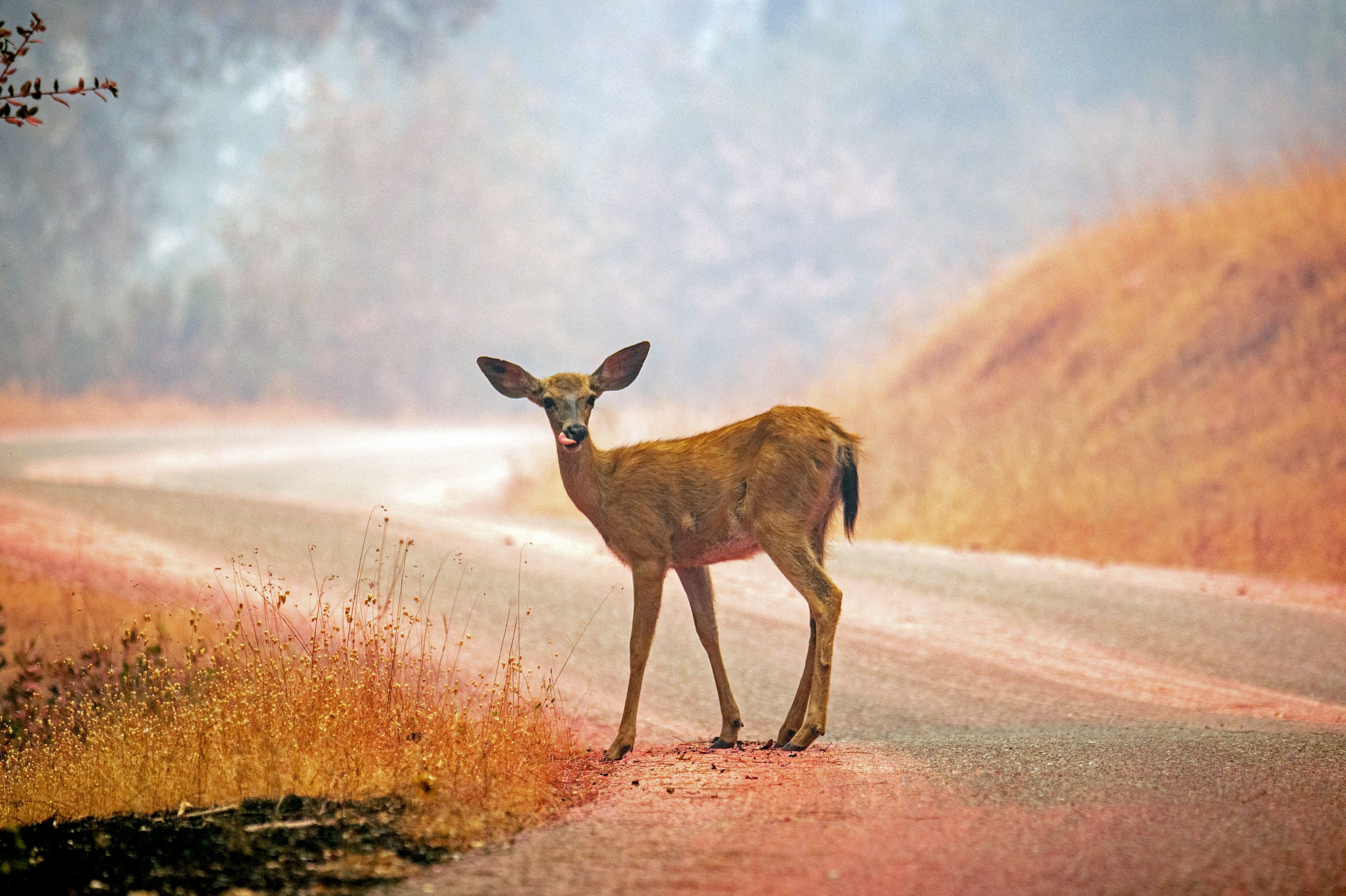 TOPSHOT-US-WILDFIRES-CALIFORNIA