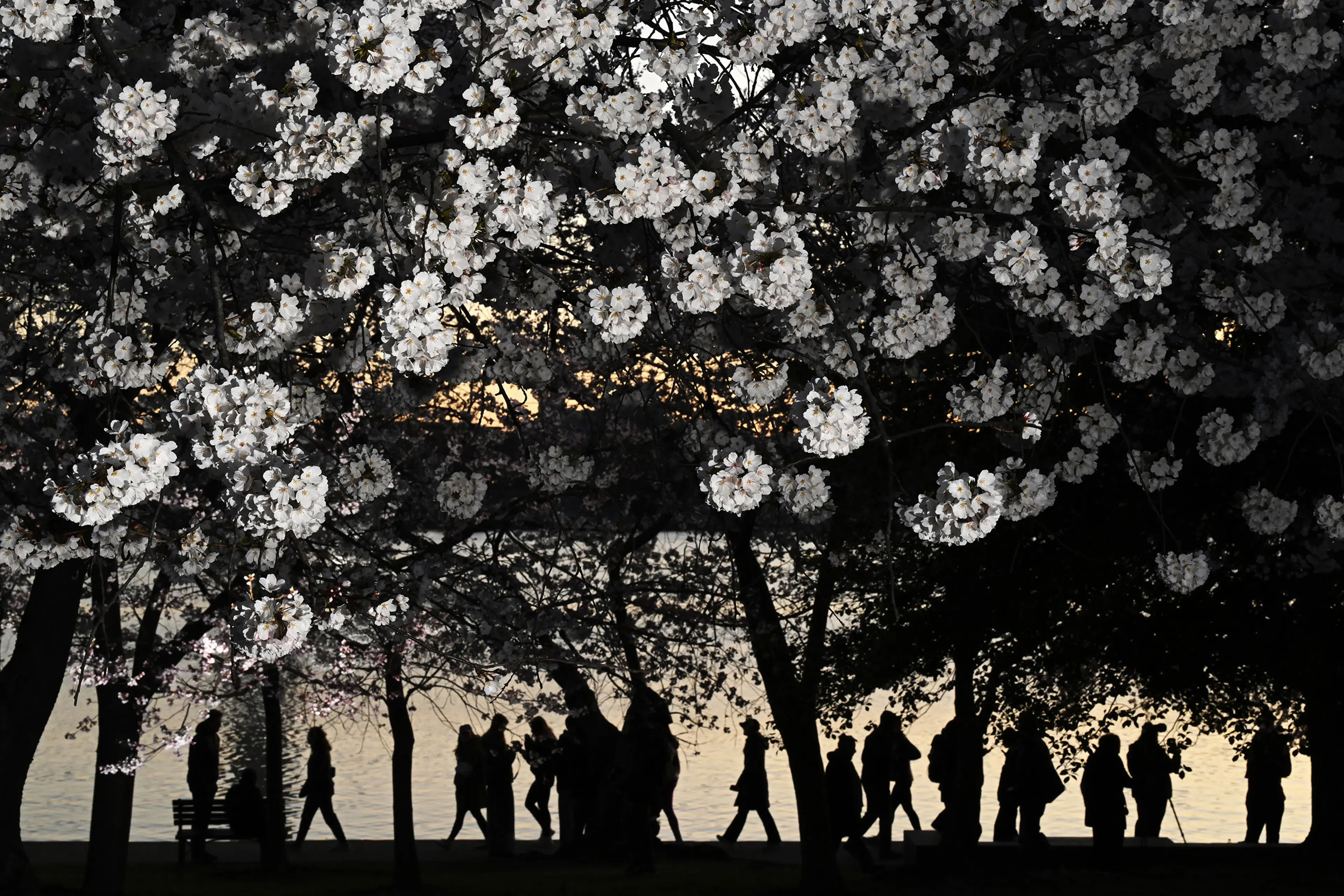Cherry blossoms features - Washington, DC