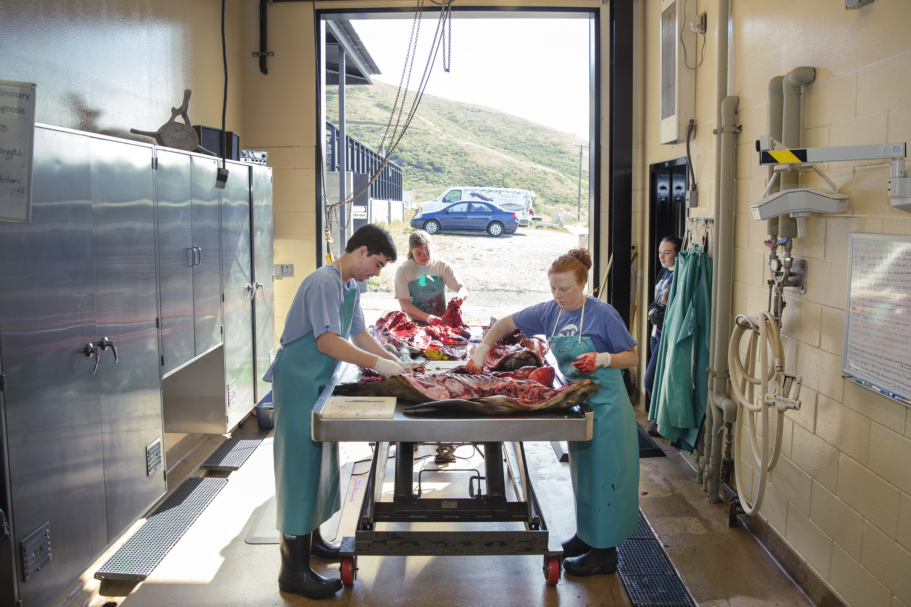 Sick Baby Seals Marine Mammal Center