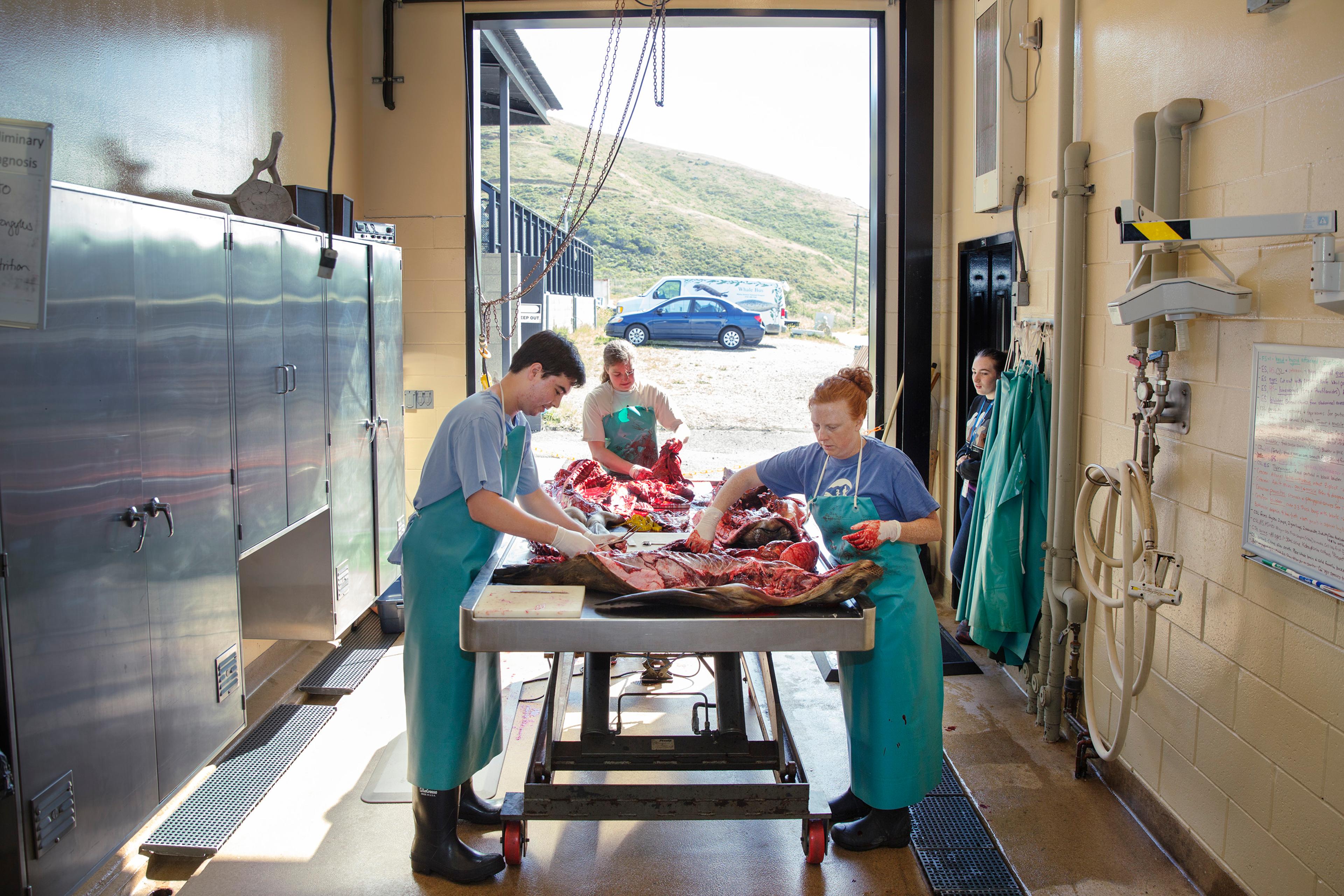 Sick Baby Seals Marine Mammal Center