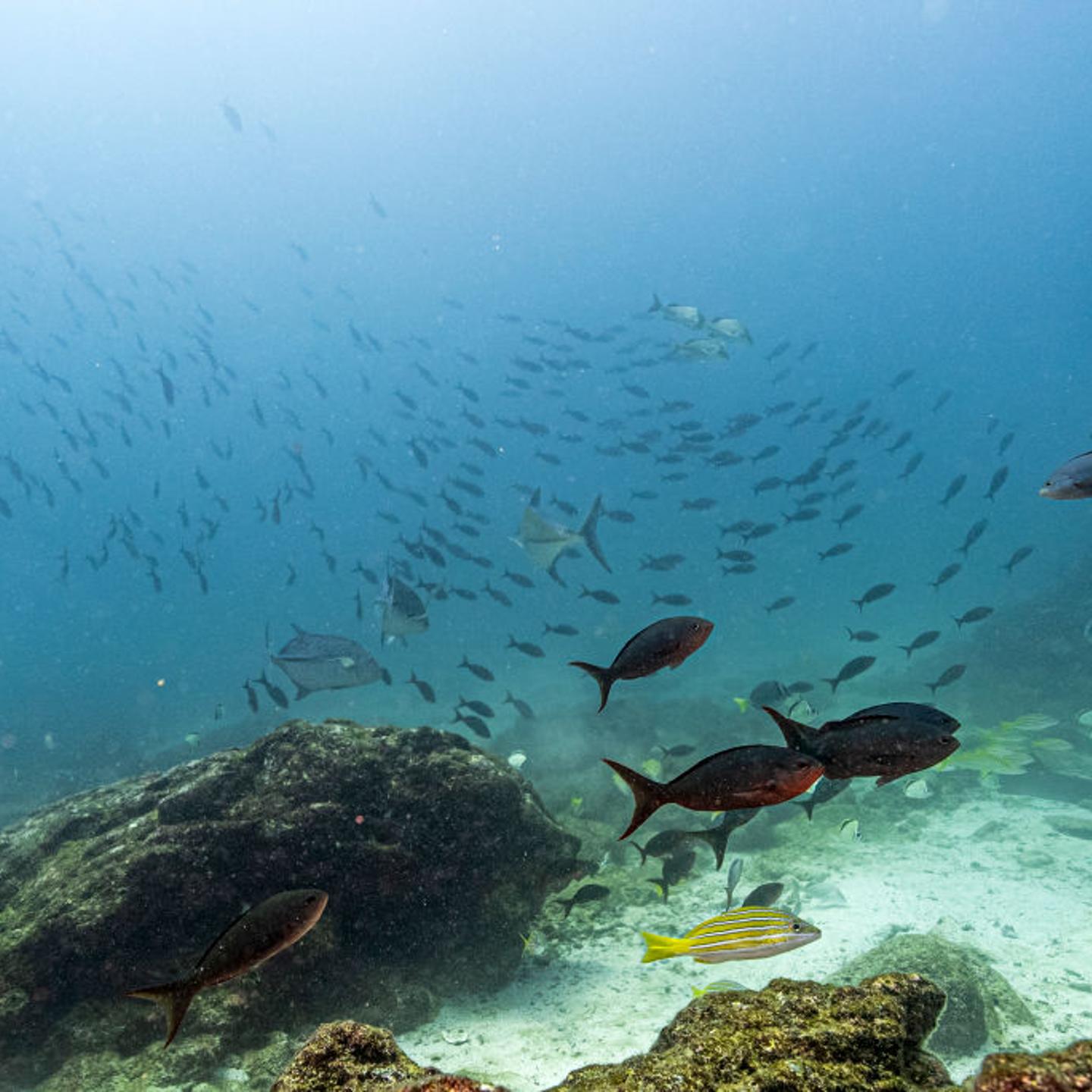 ECUADOR-ENVIRONMENT-GALAPAGOS-FISHING-OCEANS