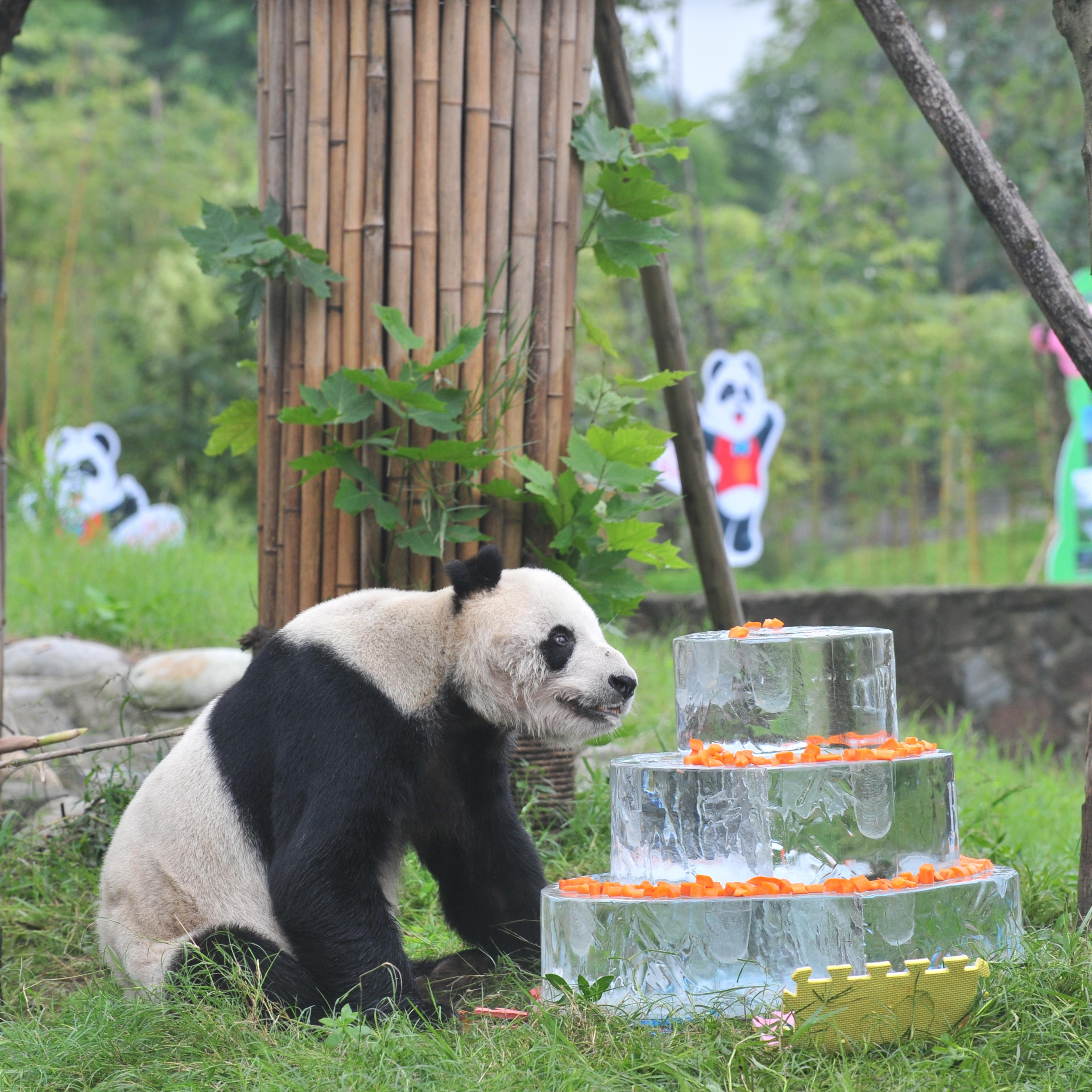 Giant Panda Celebrates Birthday In Dujiangyan