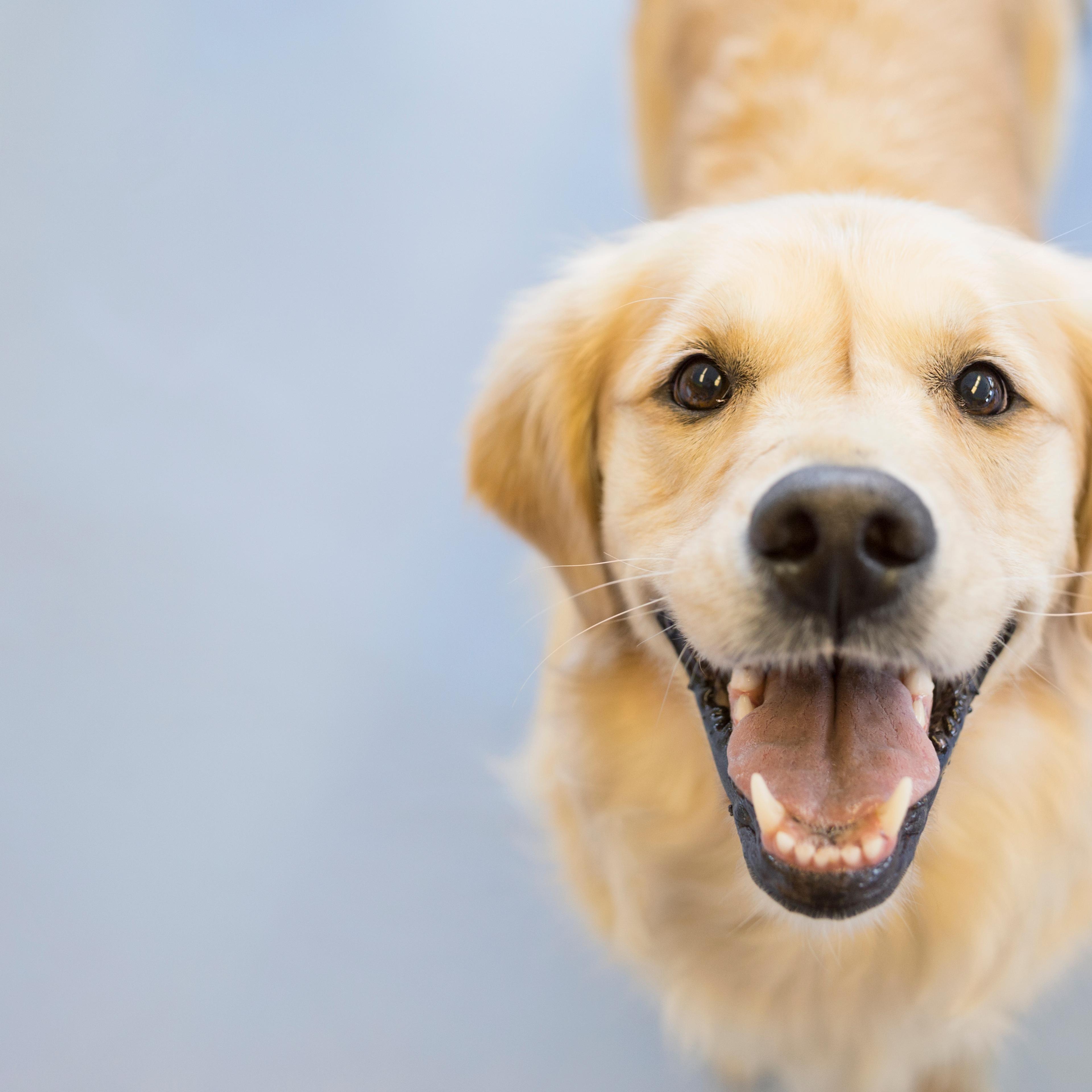 Portrait of smiling Golden Retriever