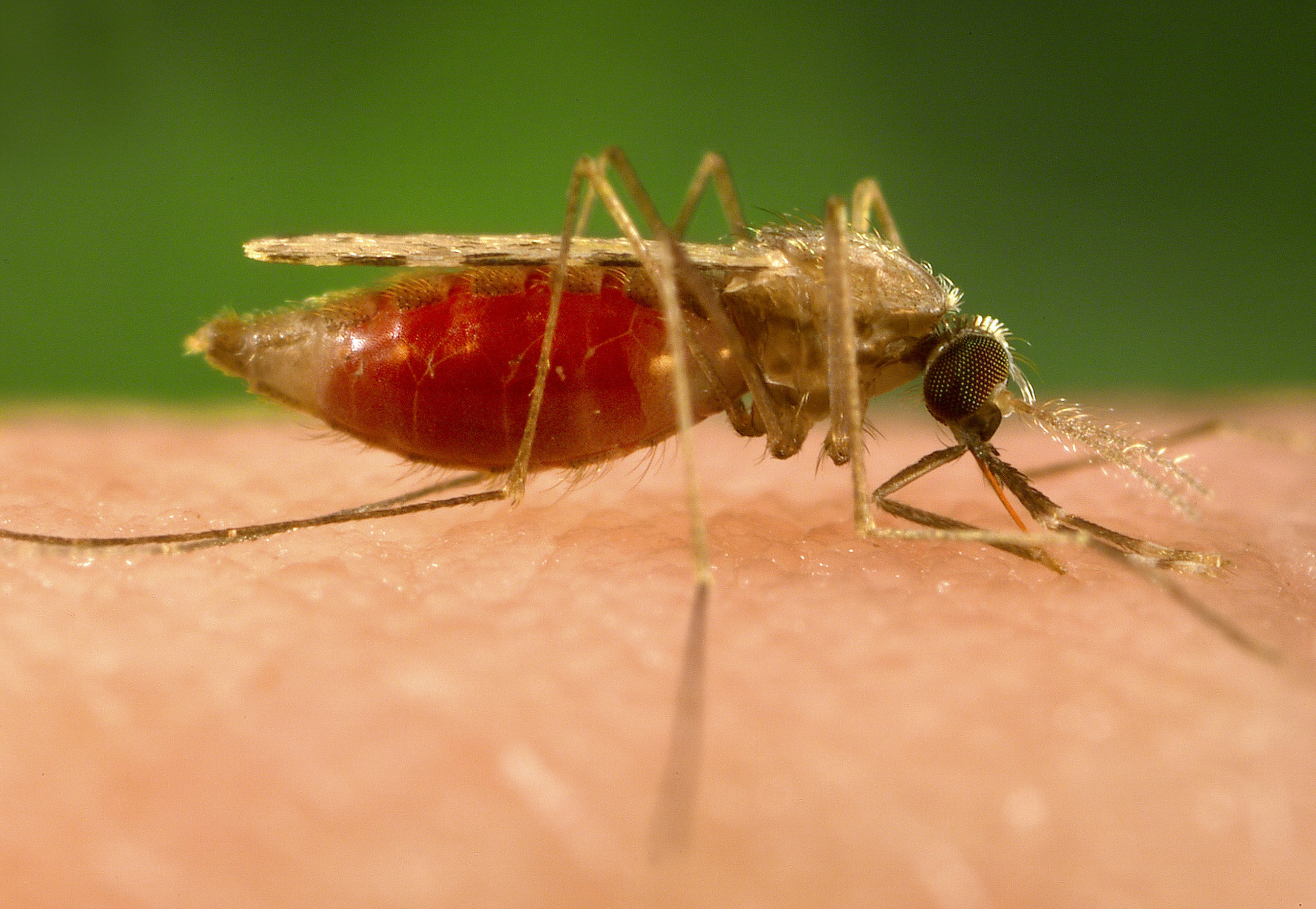 Anopheles Minimus
