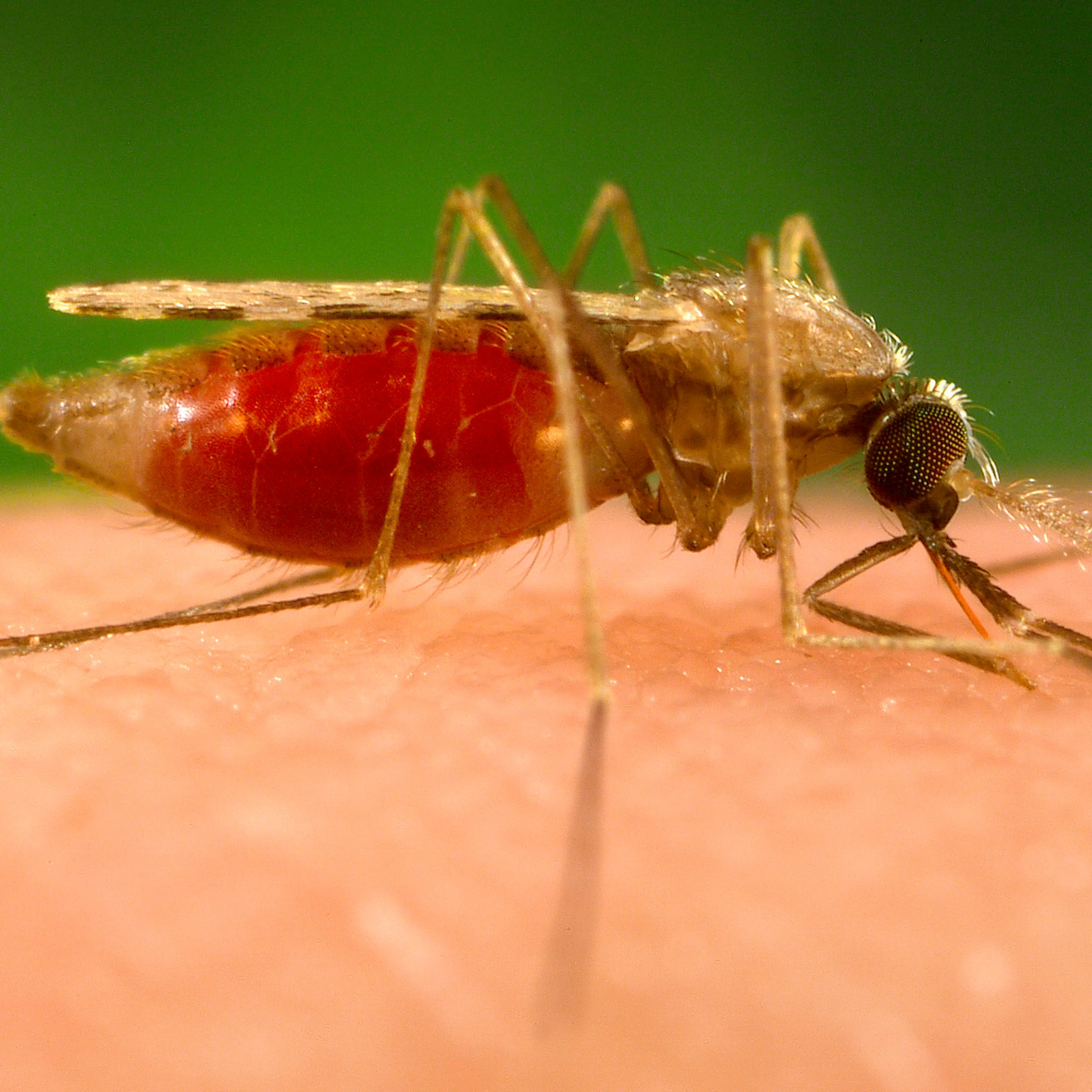 Anopheles Minimus