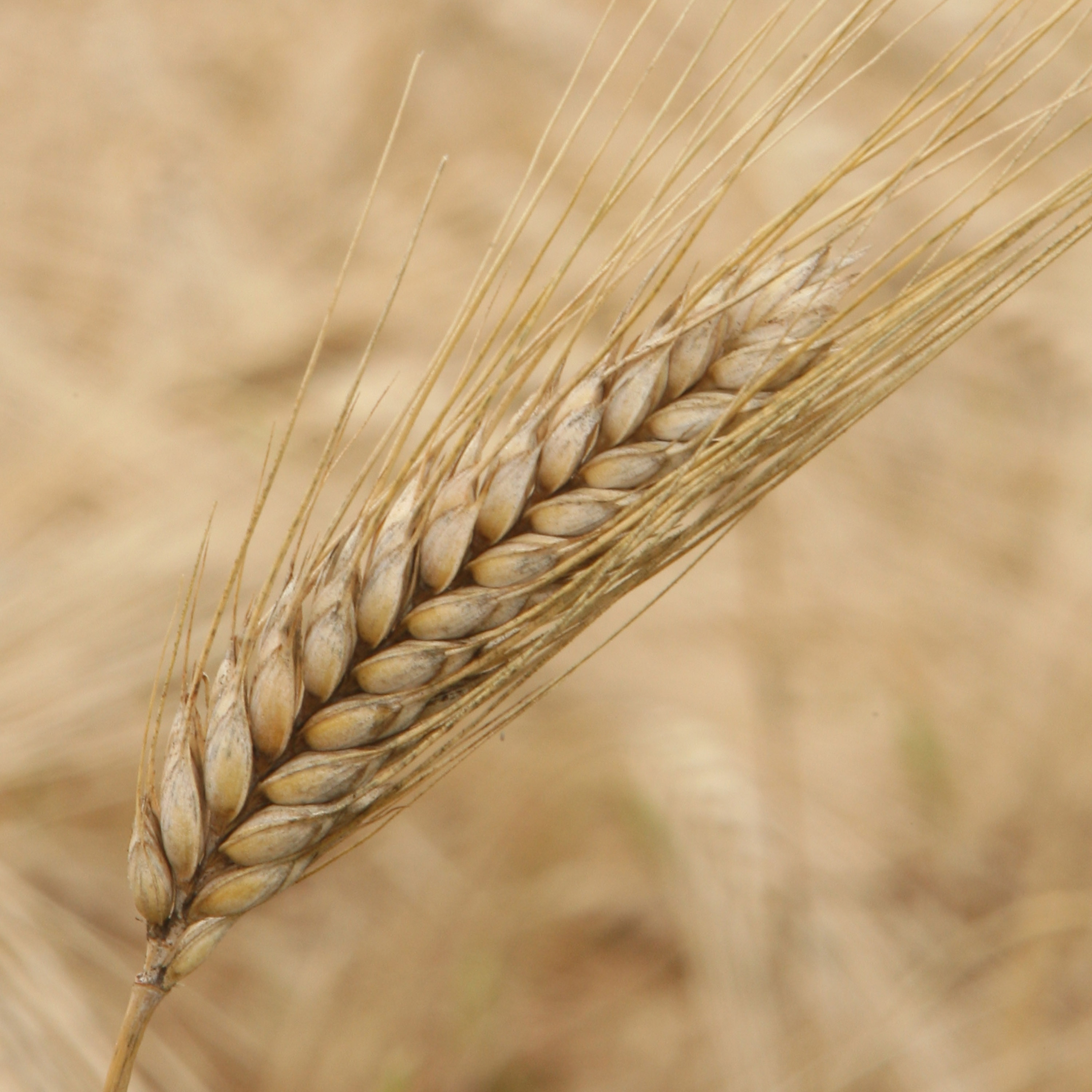 Wheat