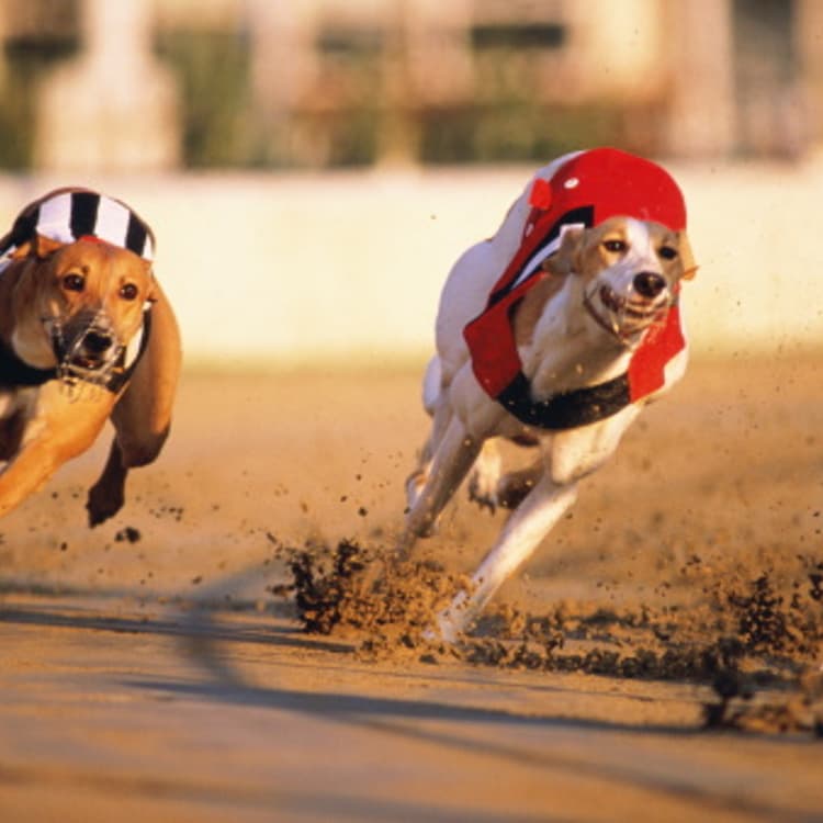 Greyhound racing,dogs in red and black/whites striped coats