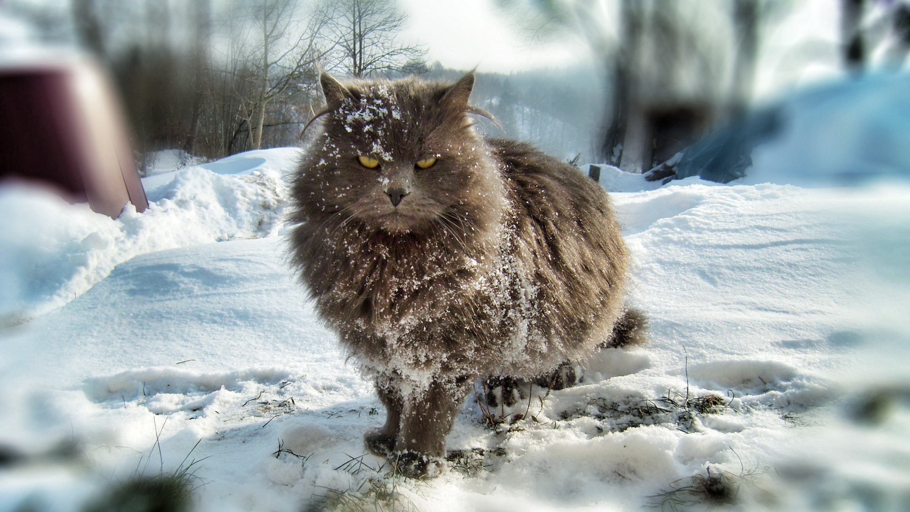 Fluffy the Frozen cat