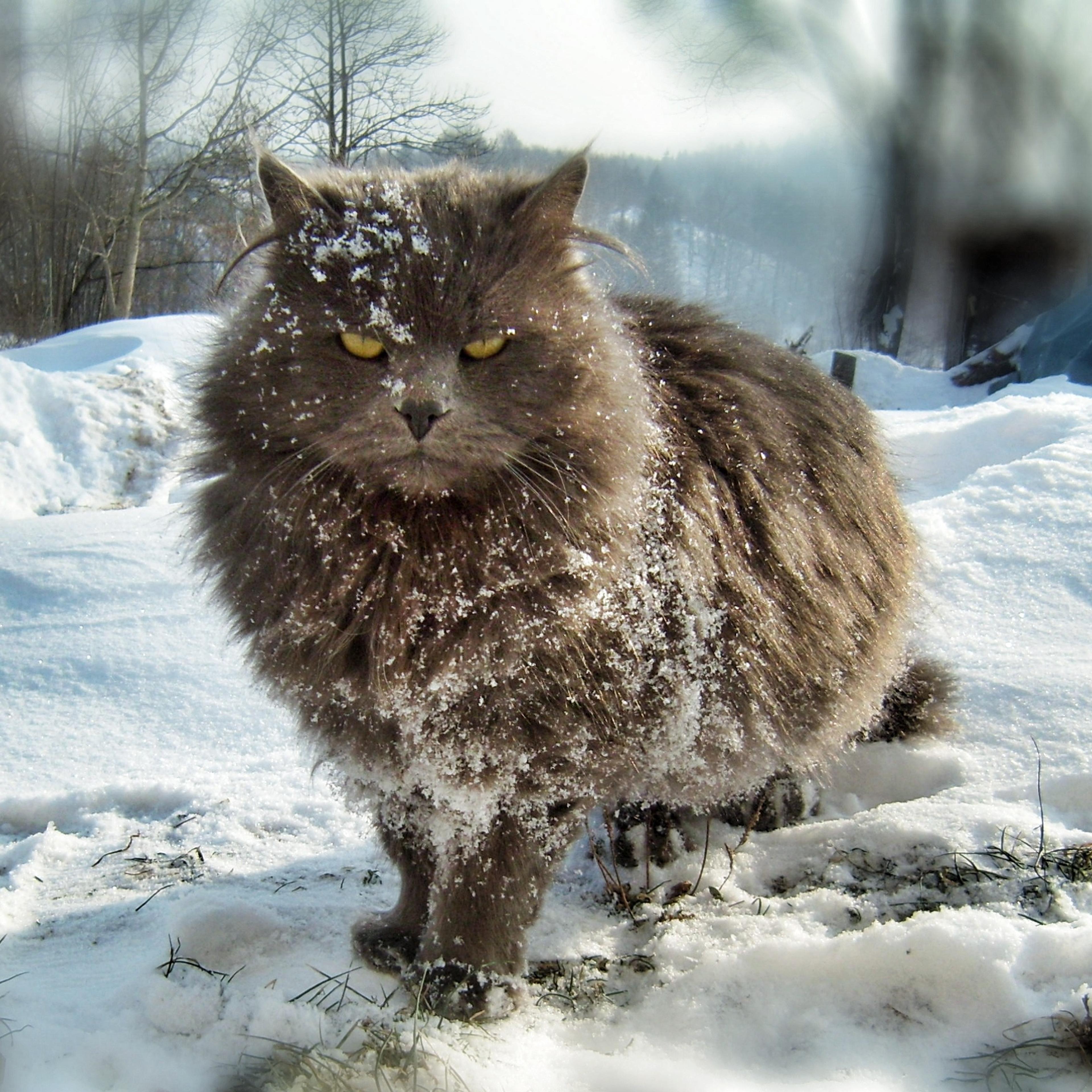 Fluffy the Frozen cat
