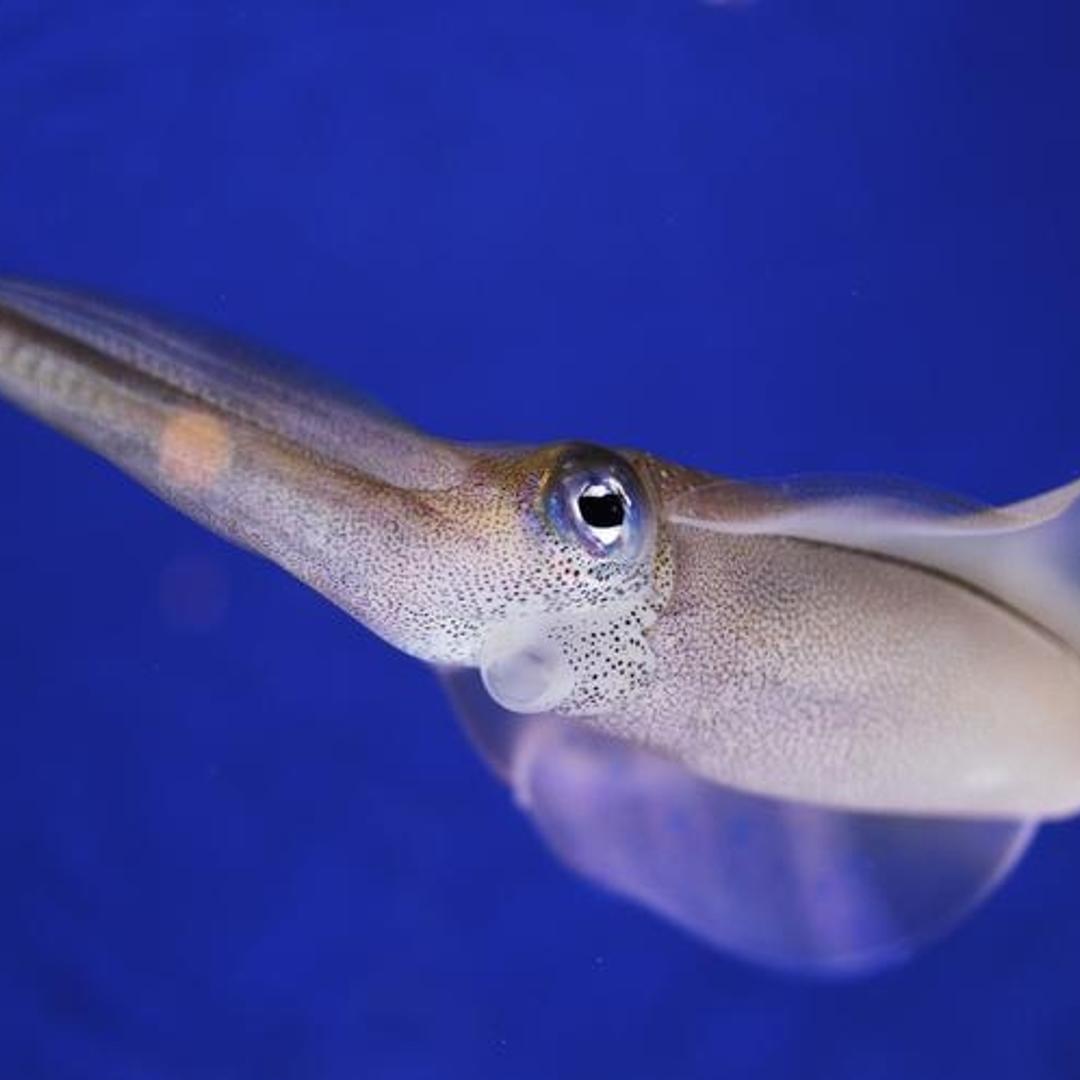 A Bigfin reef squid swims in a display at the Monterey Bay Aquarium