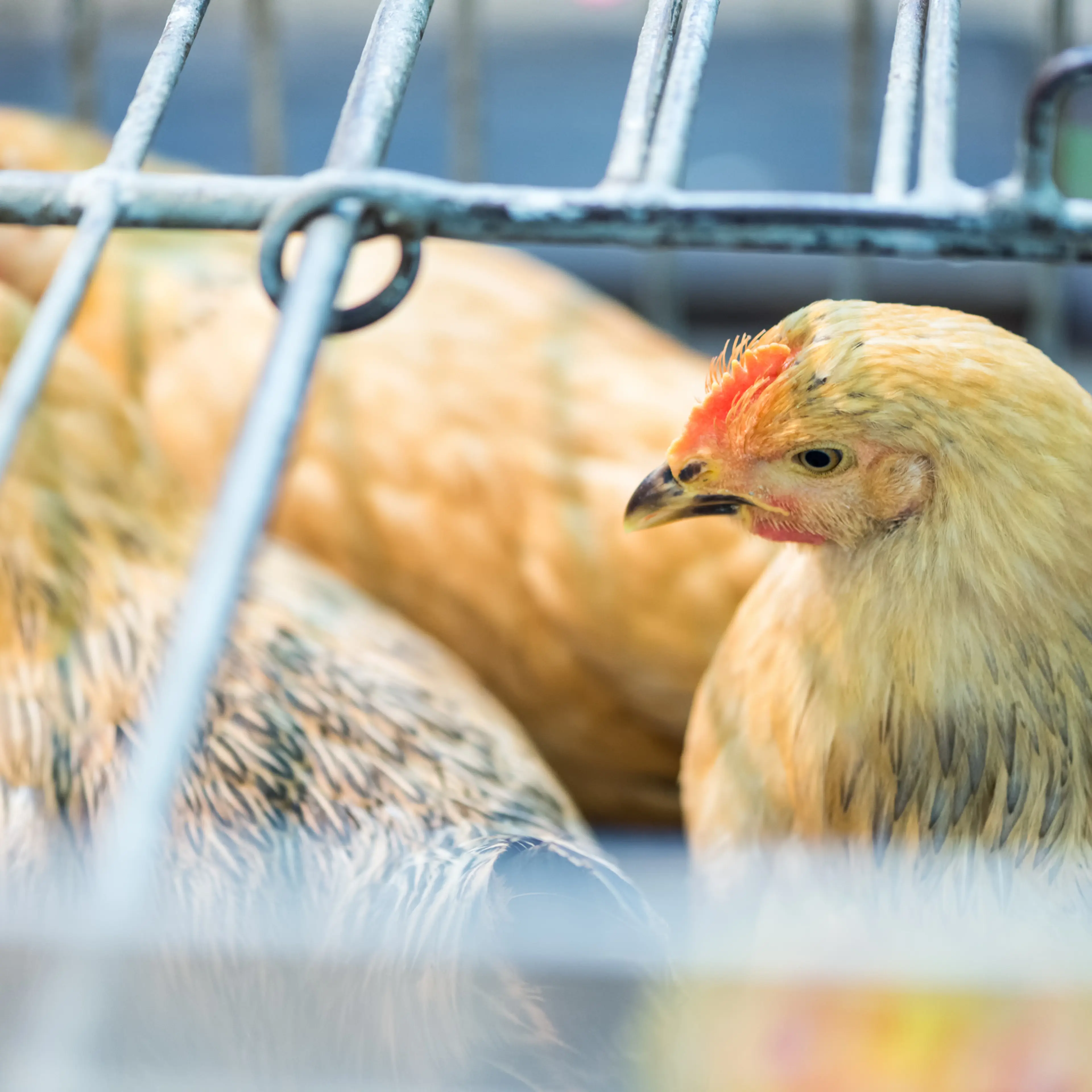 Live Chickens at a Market