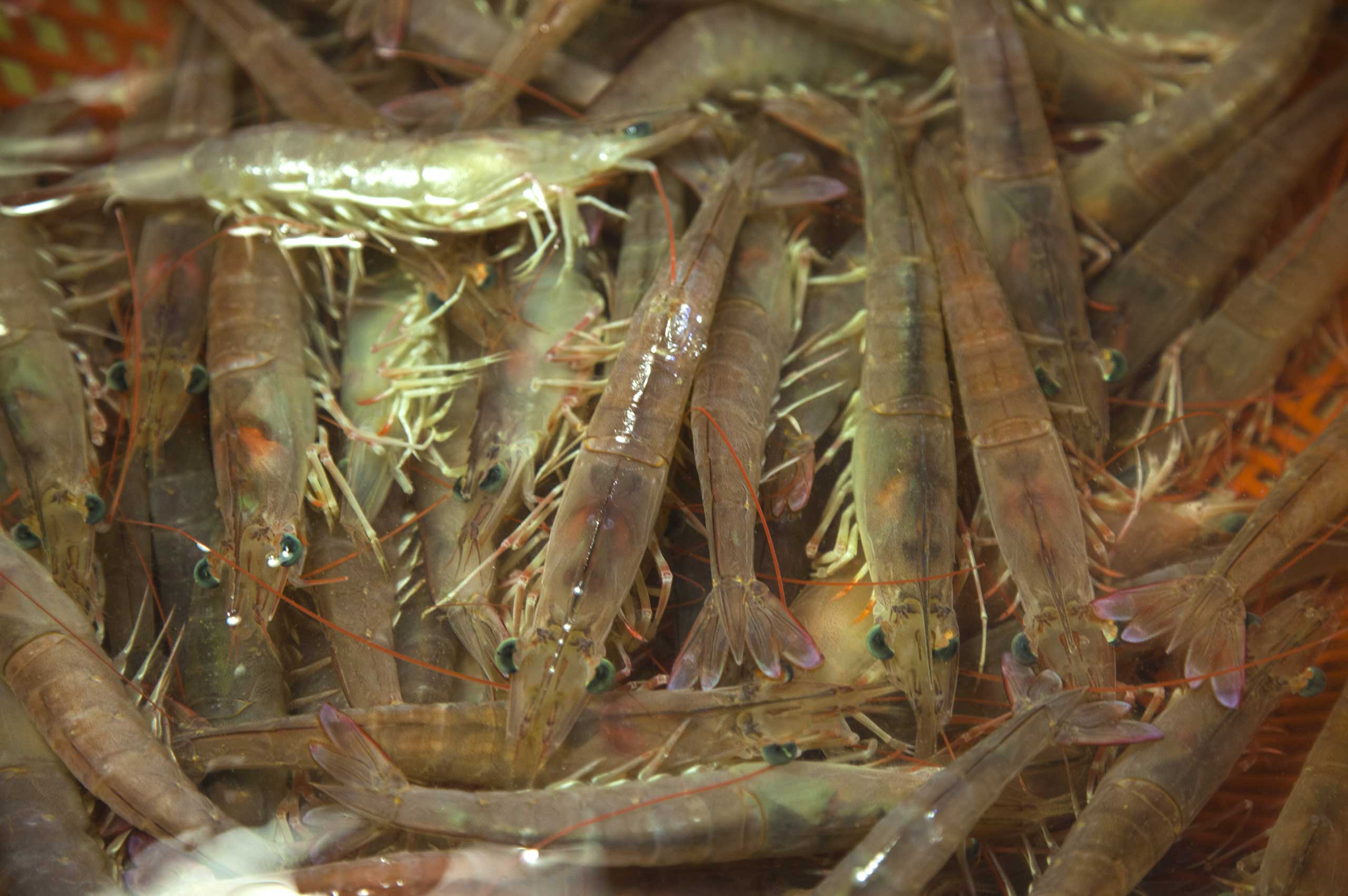 Extreme Shrimp