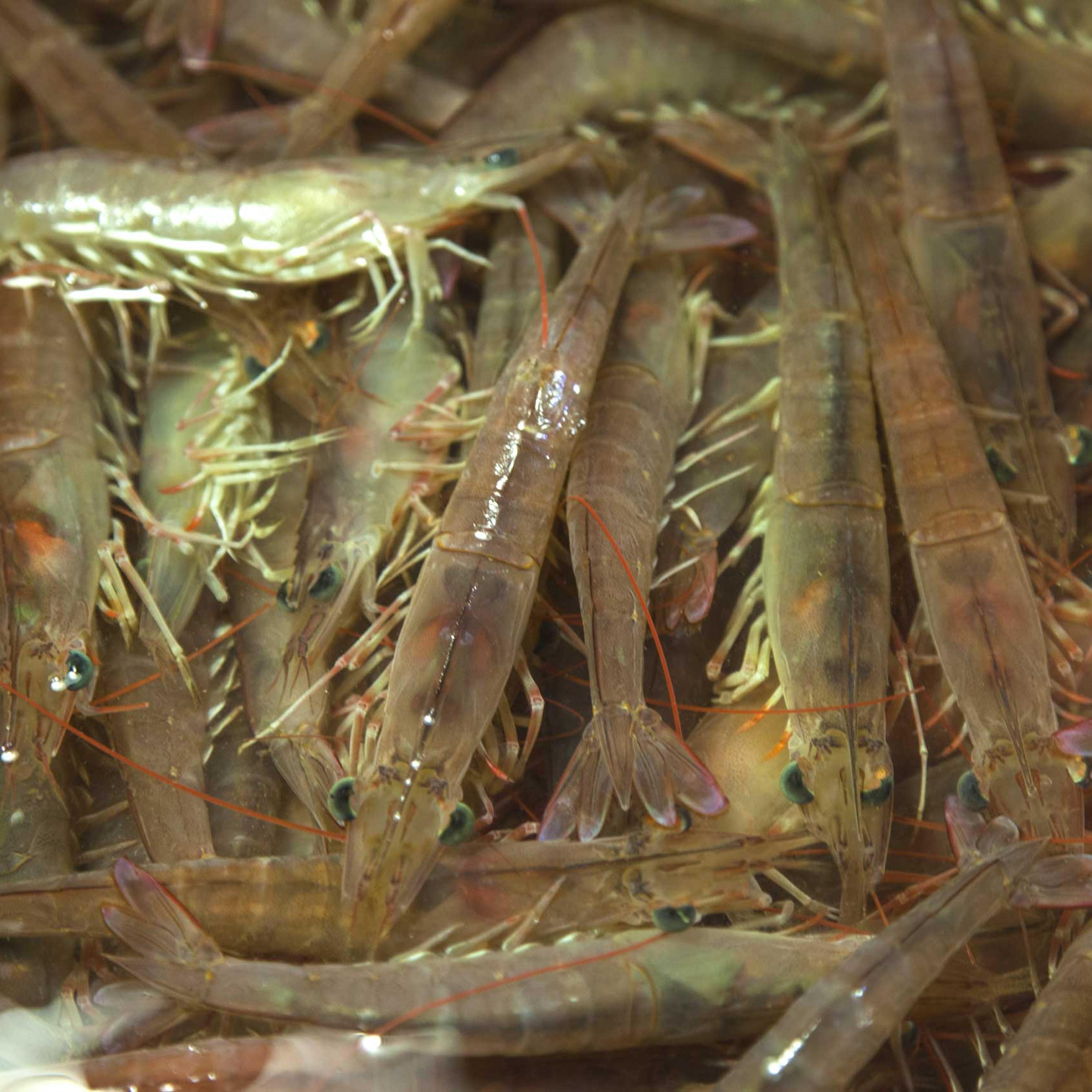 Extreme Shrimp