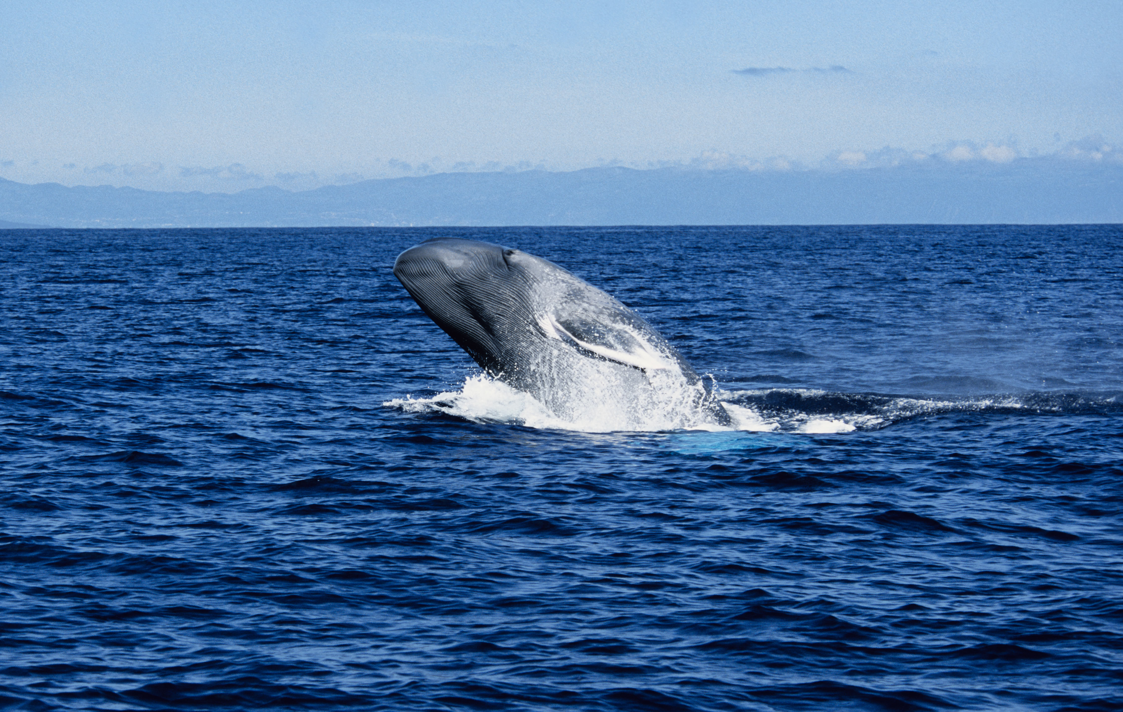 Blue whale