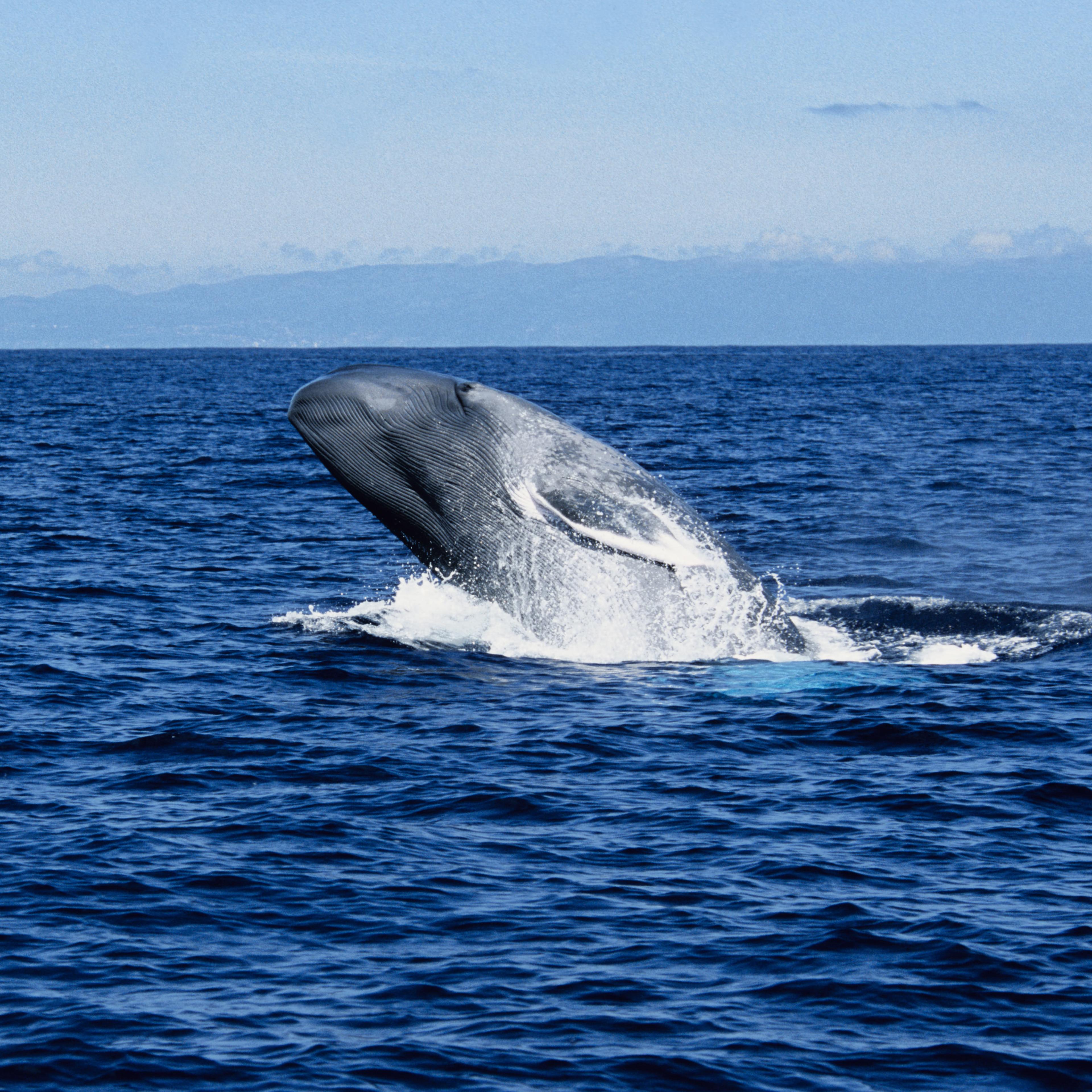Blue whale