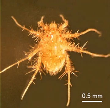 Paratarsotomus macropalpis