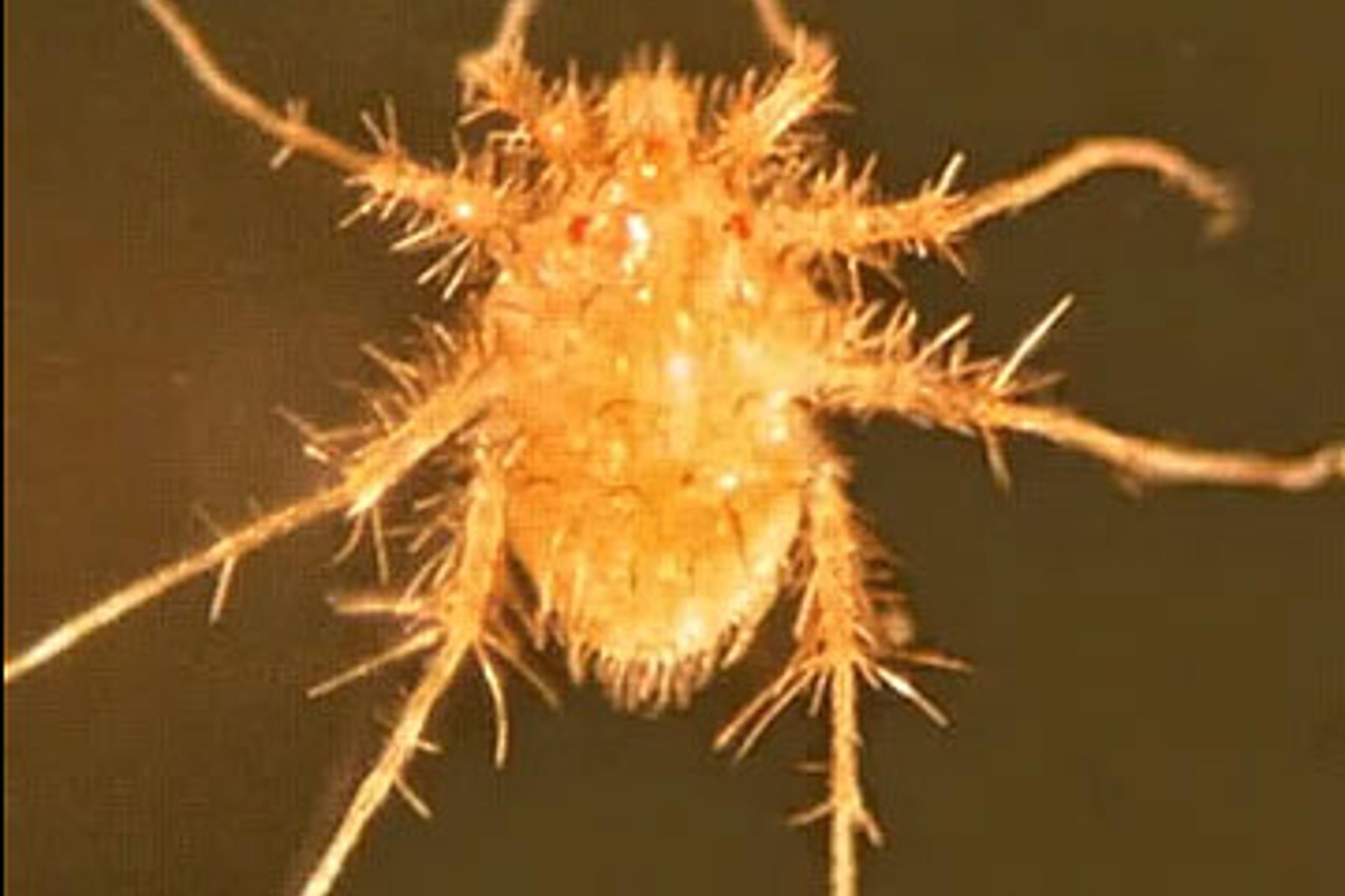 Paratarsotomus macropalpis