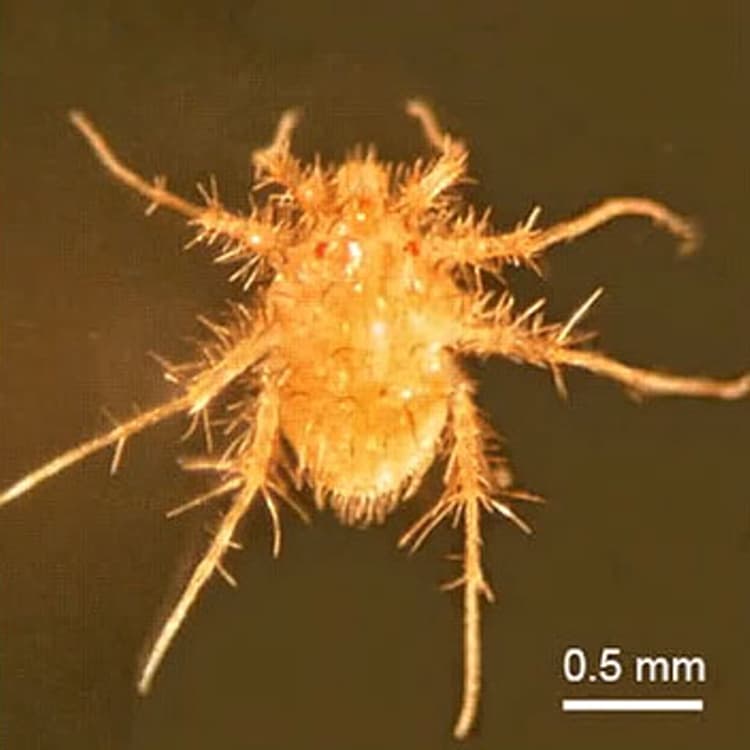 Paratarsotomus macropalpis